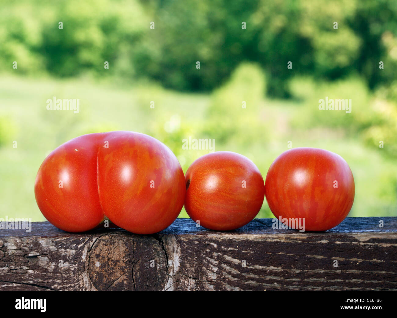 Colline di Serbia centrale. Tigrella, noto anche come Tigerella o il sig. Stripey pomodori. (PR) Foto Stock