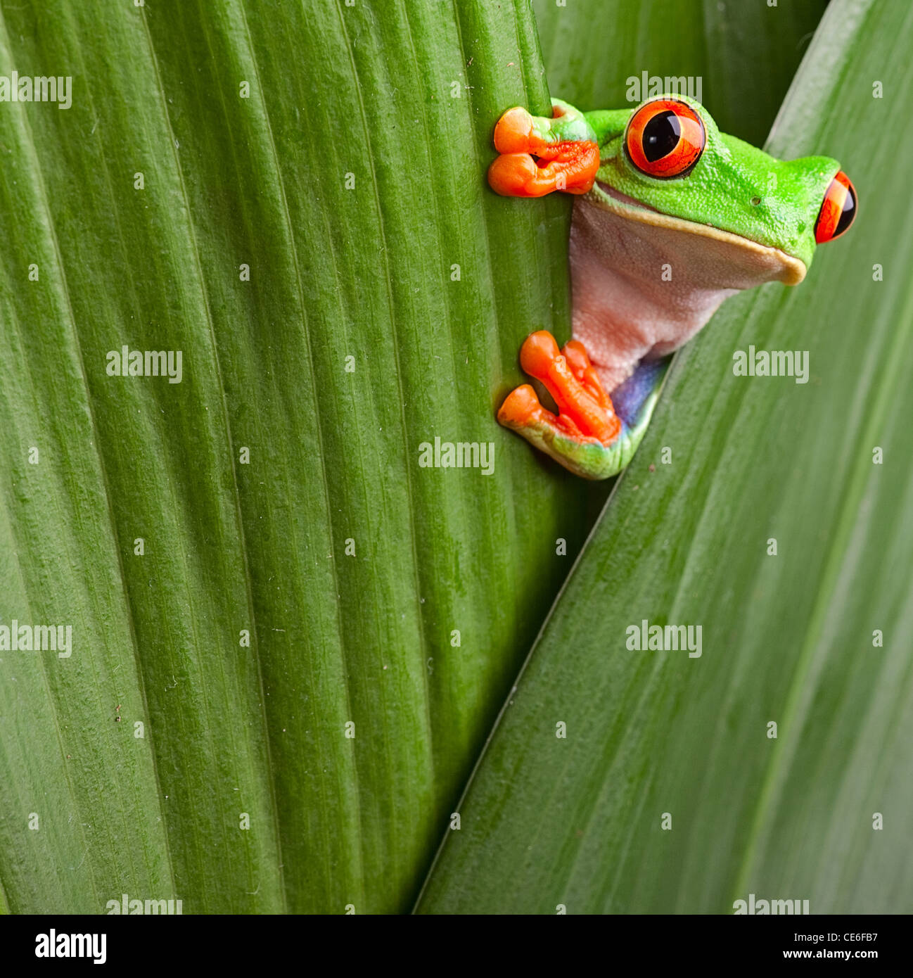 Con gli occhi rossi raganella, Agalychnis callidrias curioso treefrog foresta pluviale in Costa Rica nascosto tra le foglie di colore verde Foto Stock