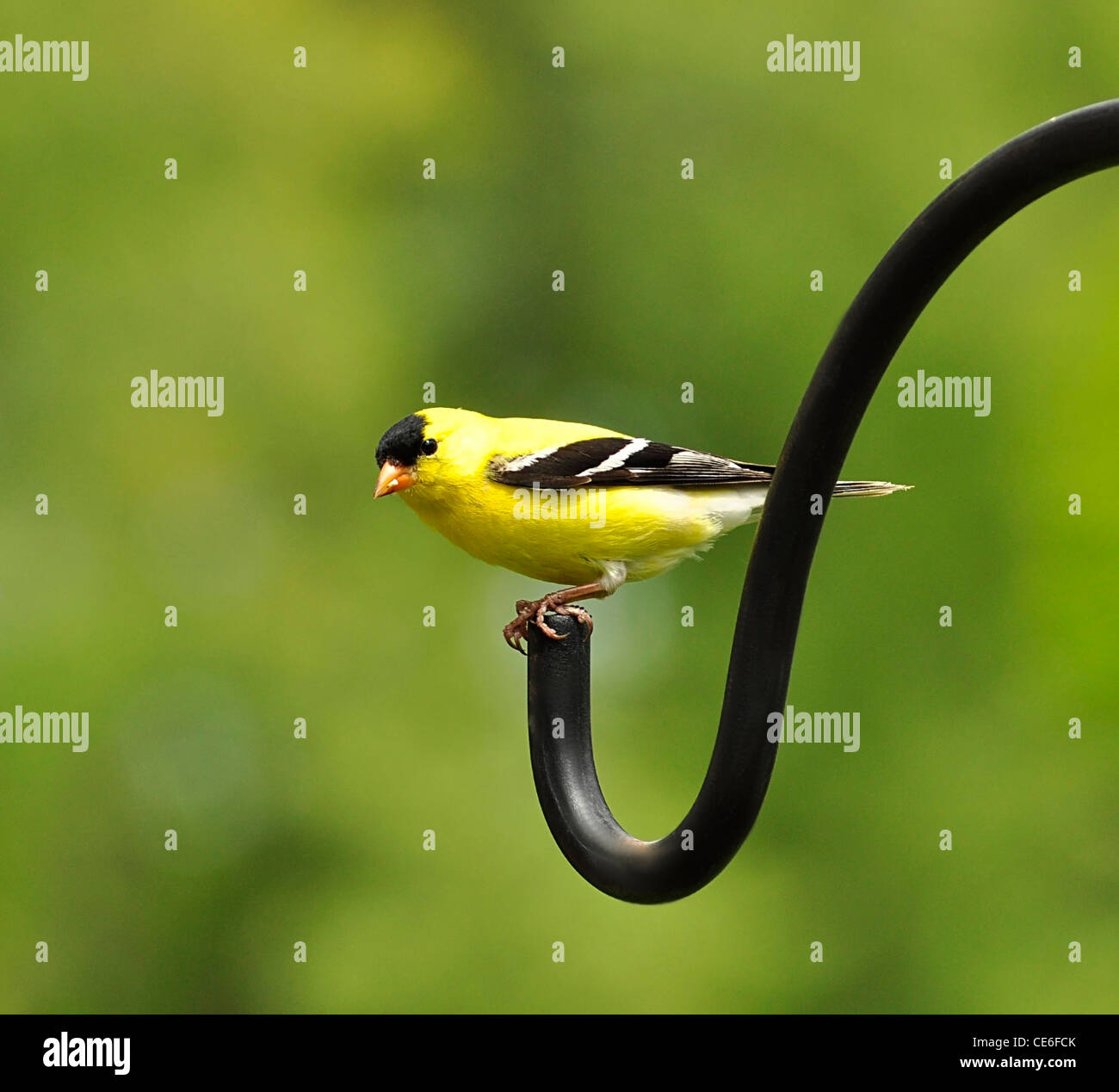 Appollaiato cardellino , seduta su un bastone Foto Stock