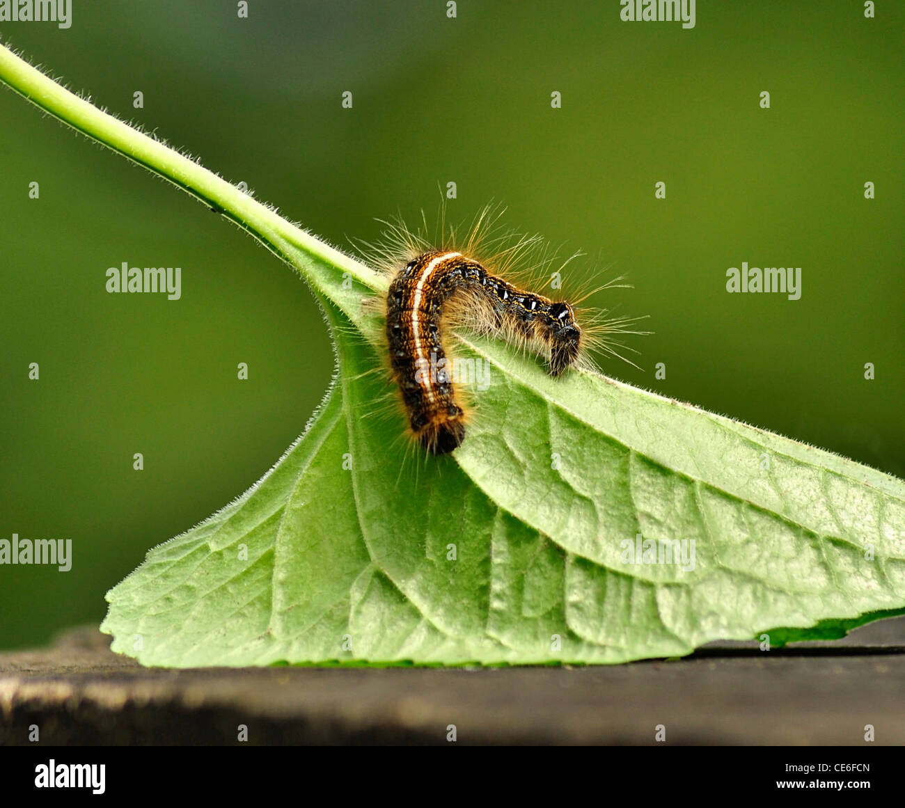 Caterpillar nero con capelli lunghi Foto Stock