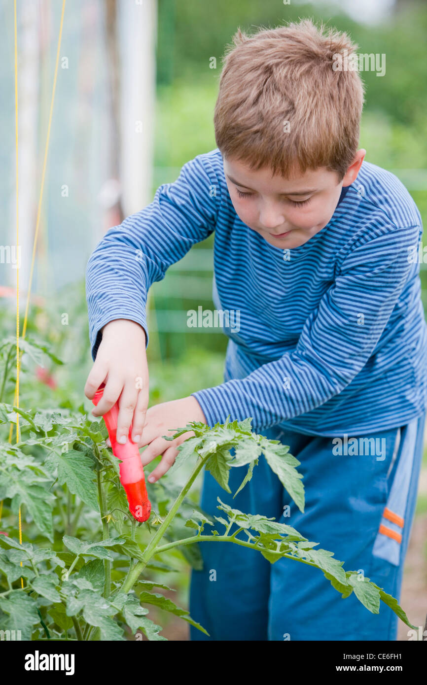 Giovane ragazzo pollinates a mano i pomodori in serra sulla sua famiglia della piccola fattoria in Serbia. Foto Stock