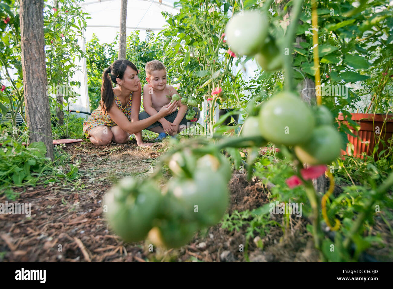 Madre e figlio esaminare il pomodoro, pepe e melanzane su loro piccola fattoria in Serbia. Foto Stock