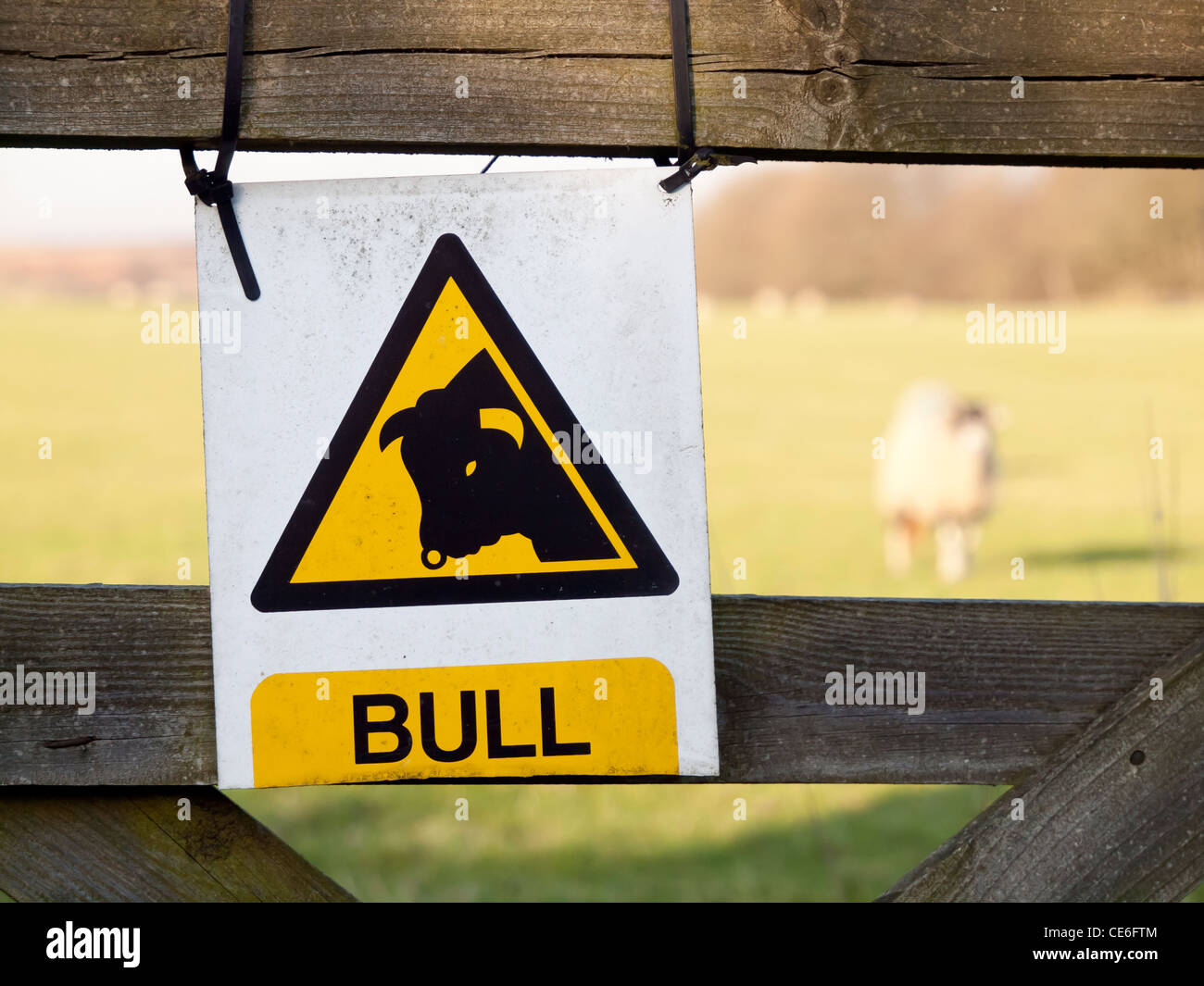 Attenzione di Bull segno su una porta di campo anche se il campo contiene solo ovini Foto Stock