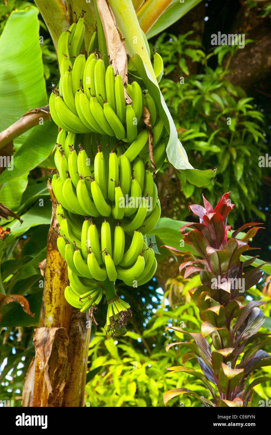 Banane sull'albero vicino a Castries, Santa Lucia, West Indies Foto Stock