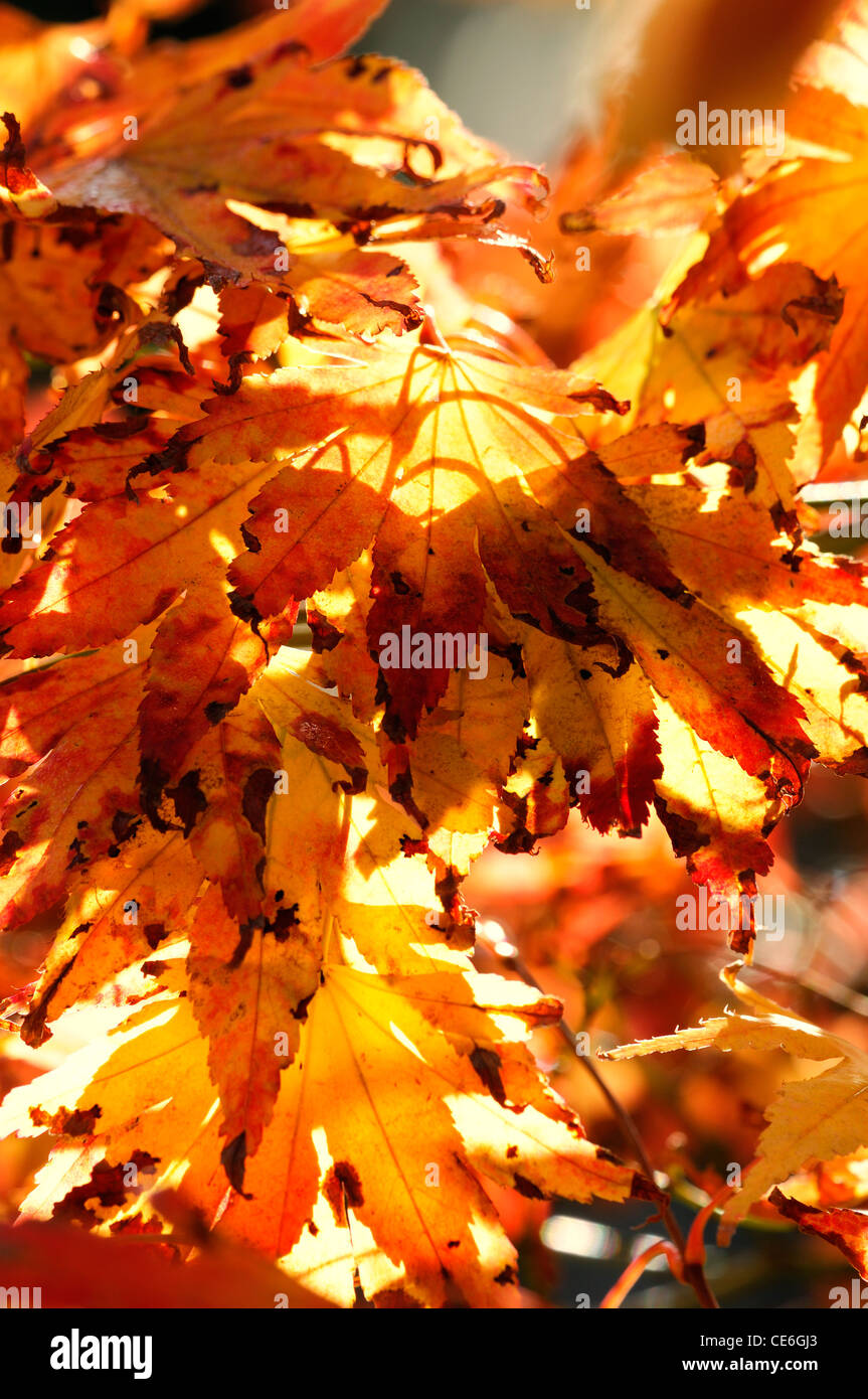 Arancione rosso marrone acer Foglie di autunno fogliame autunnale di Autunno a colori retroilluminato a colori di retroilluminazione di alberi decidui aceri sunny Foto Stock