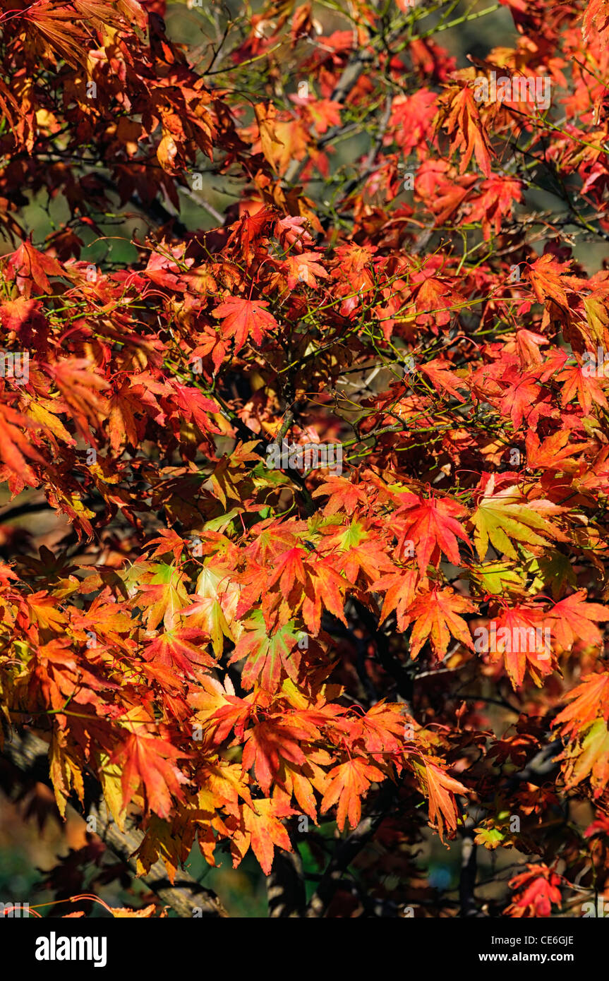 Arancione rosso marrone acer Foglie di autunno fogliame autunnale di caduta colore colore Foto Stock