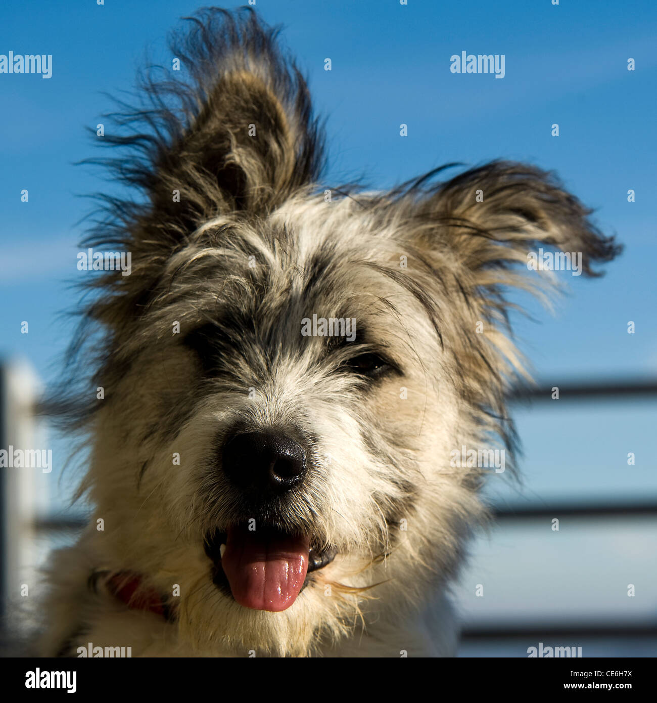 Cane da vicino - Como italia Foto Stock