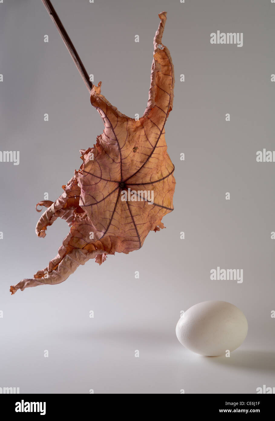 Foglia secca e uovo su uno sfondo grigio Foto Stock