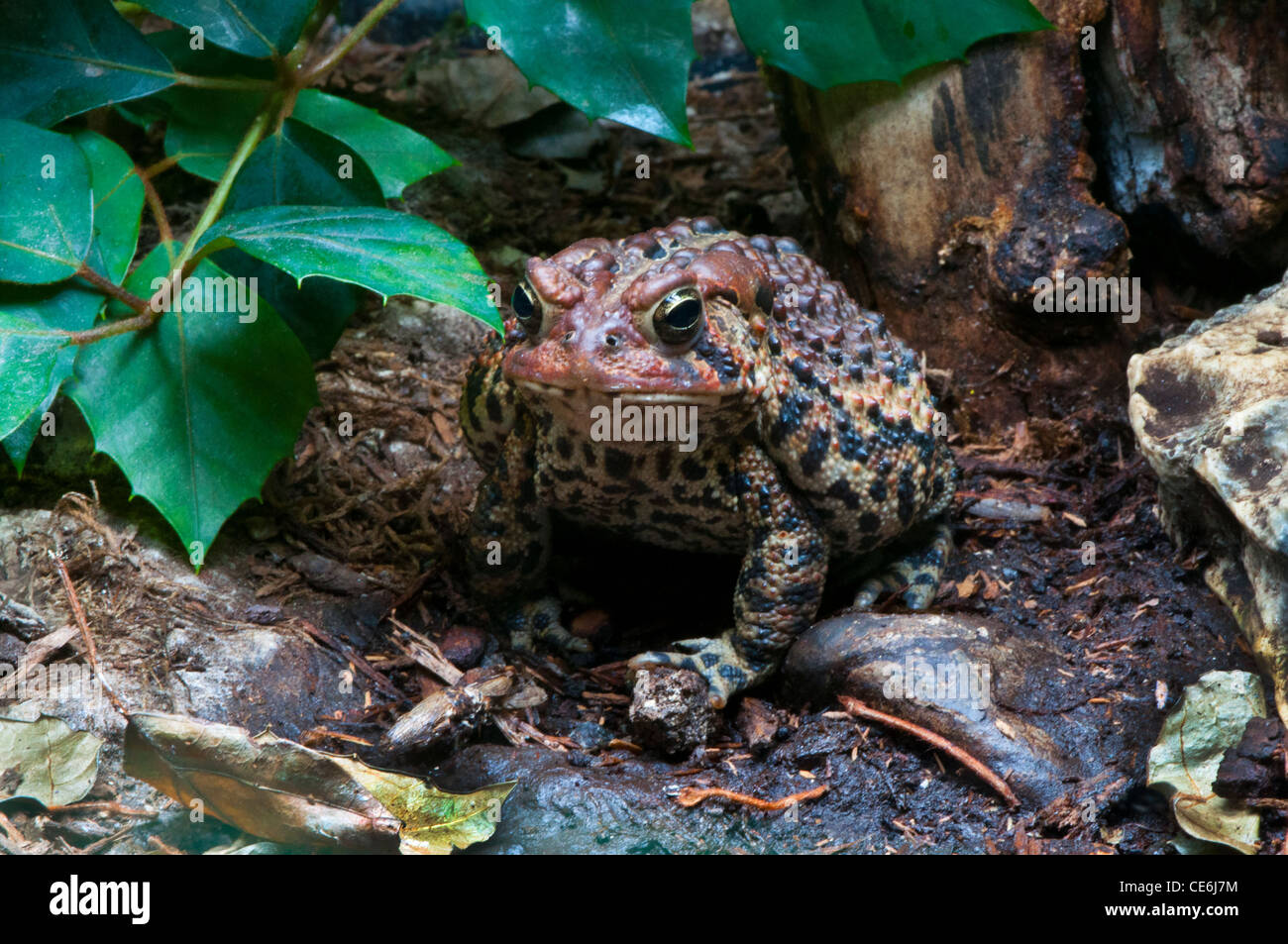Un Rospo americano. Foto Stock
