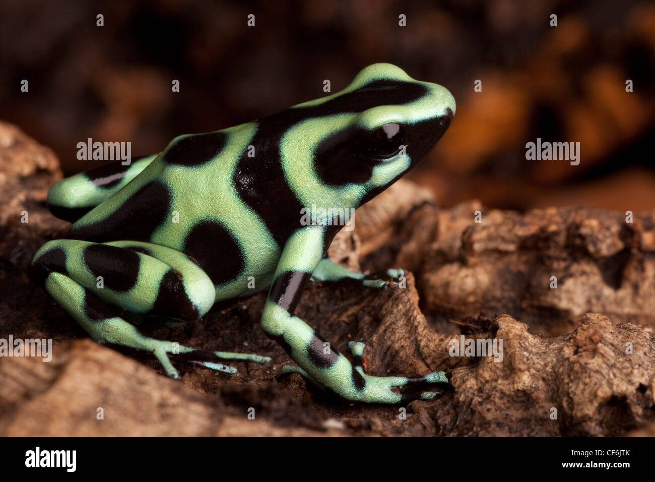 Golden poison dart frog dendrobates auratus animali velenosi con luminosi colori di avvertimento vive nella foresta pluviale tropicale di Panama Foto Stock