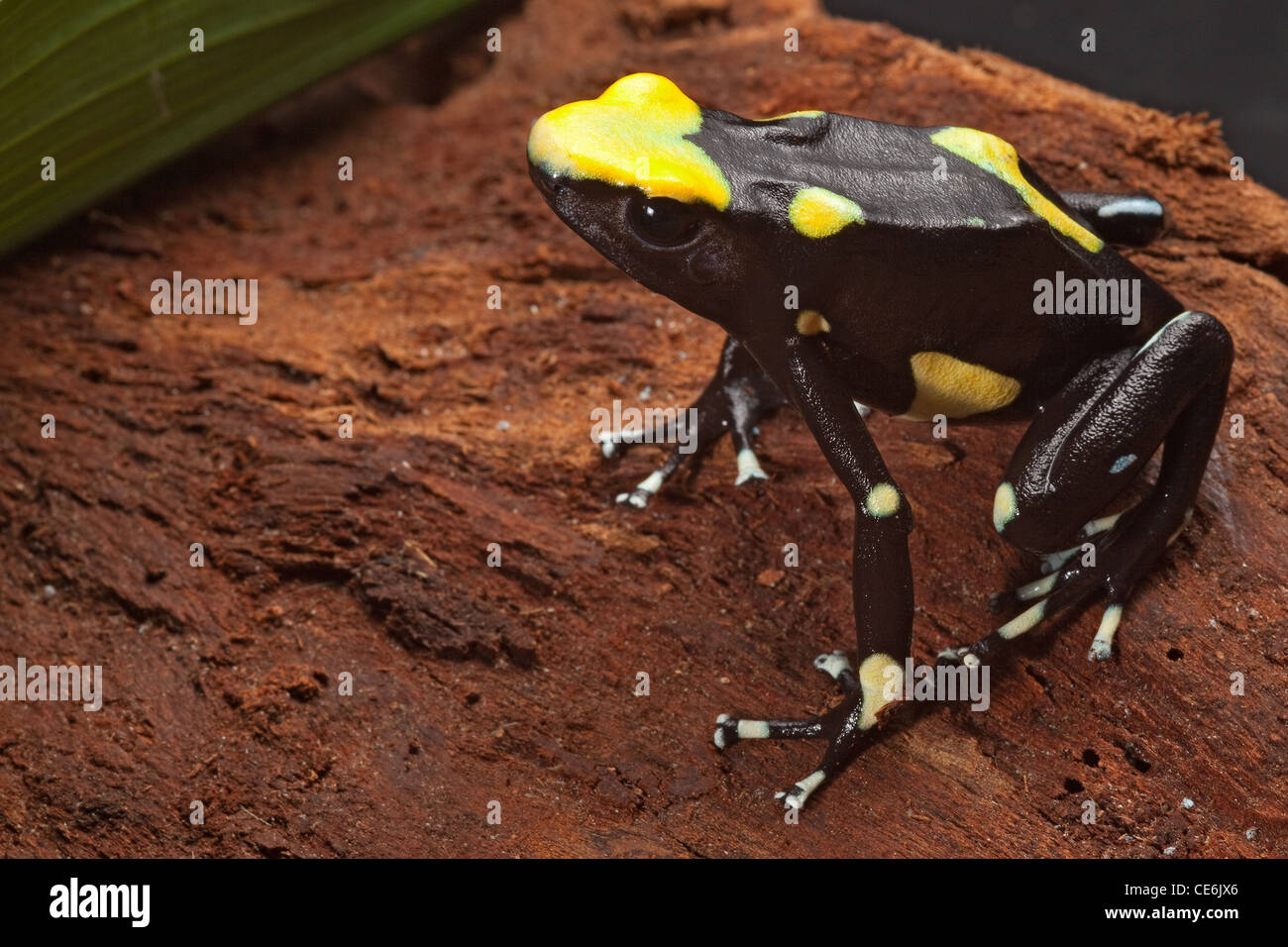 Poison dart frog, Dendrobates tinctorius della foresta pluviale amazzonica animale con giallo brillante colore di avvertimento Foto Stock