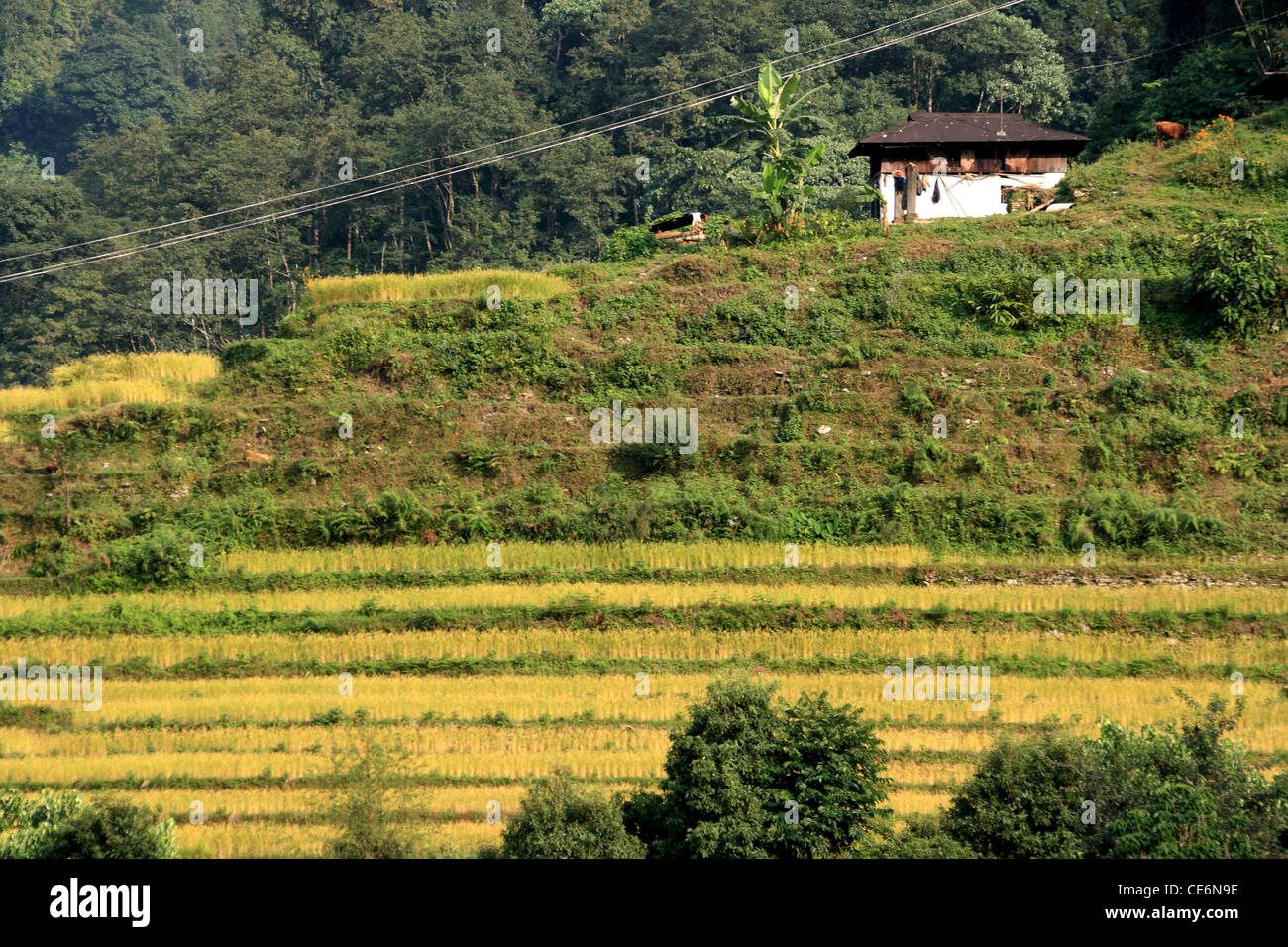 Il Sikkim risaia Foto Stock