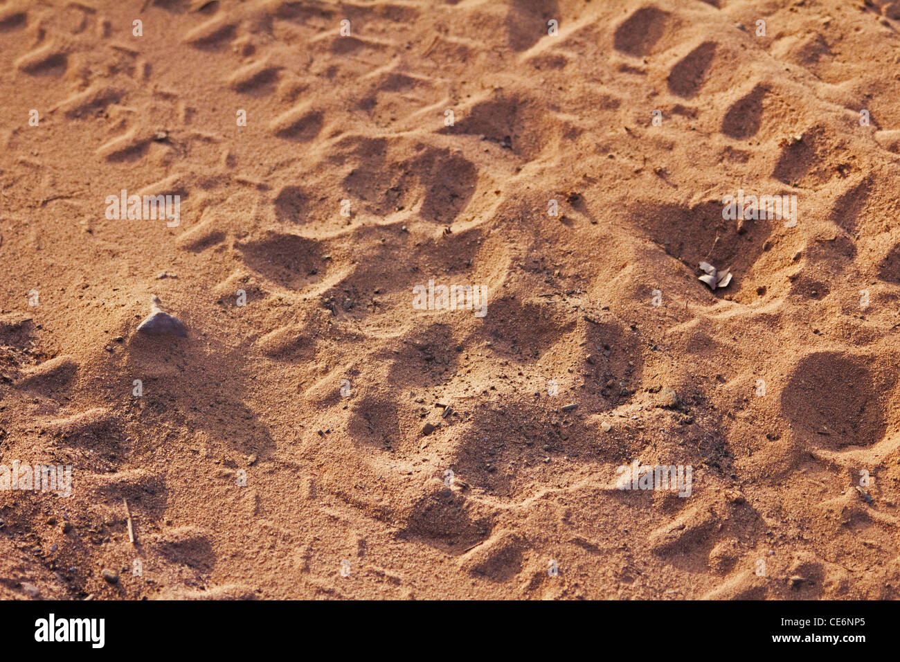 Una tigre stampe della zampa su di una pista in Ranthambhore NP, India Foto Stock