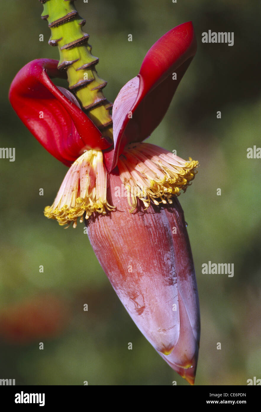 Banana fruttata fiore ; vangaon ; Palghar distretto ; Dahanu taluka ; maharashtra ; india ; asia Foto Stock