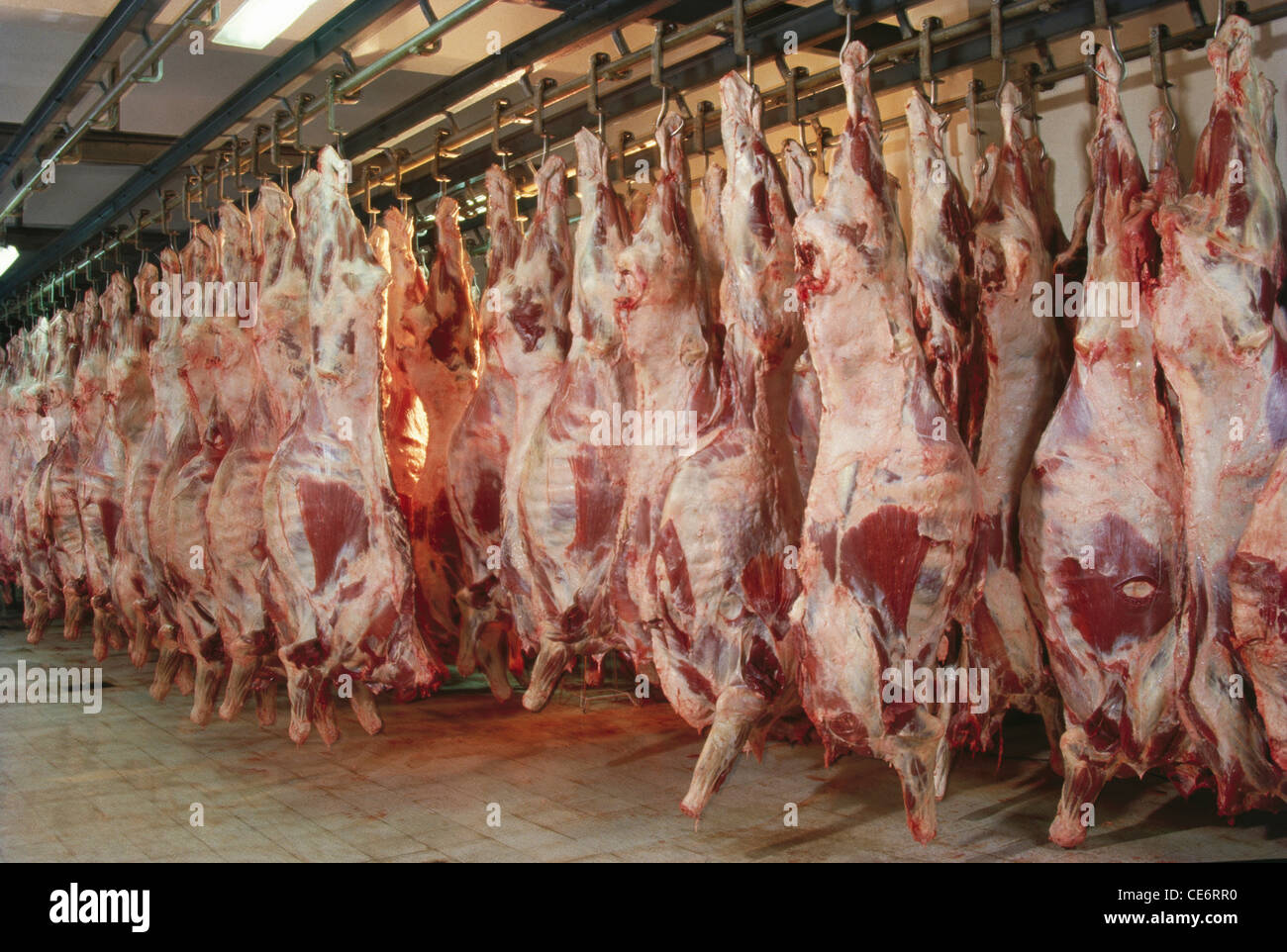 Carcassa di bufalo appesa in una moderna casa di macellazione ; mattatoio ; India ; asia Foto Stock