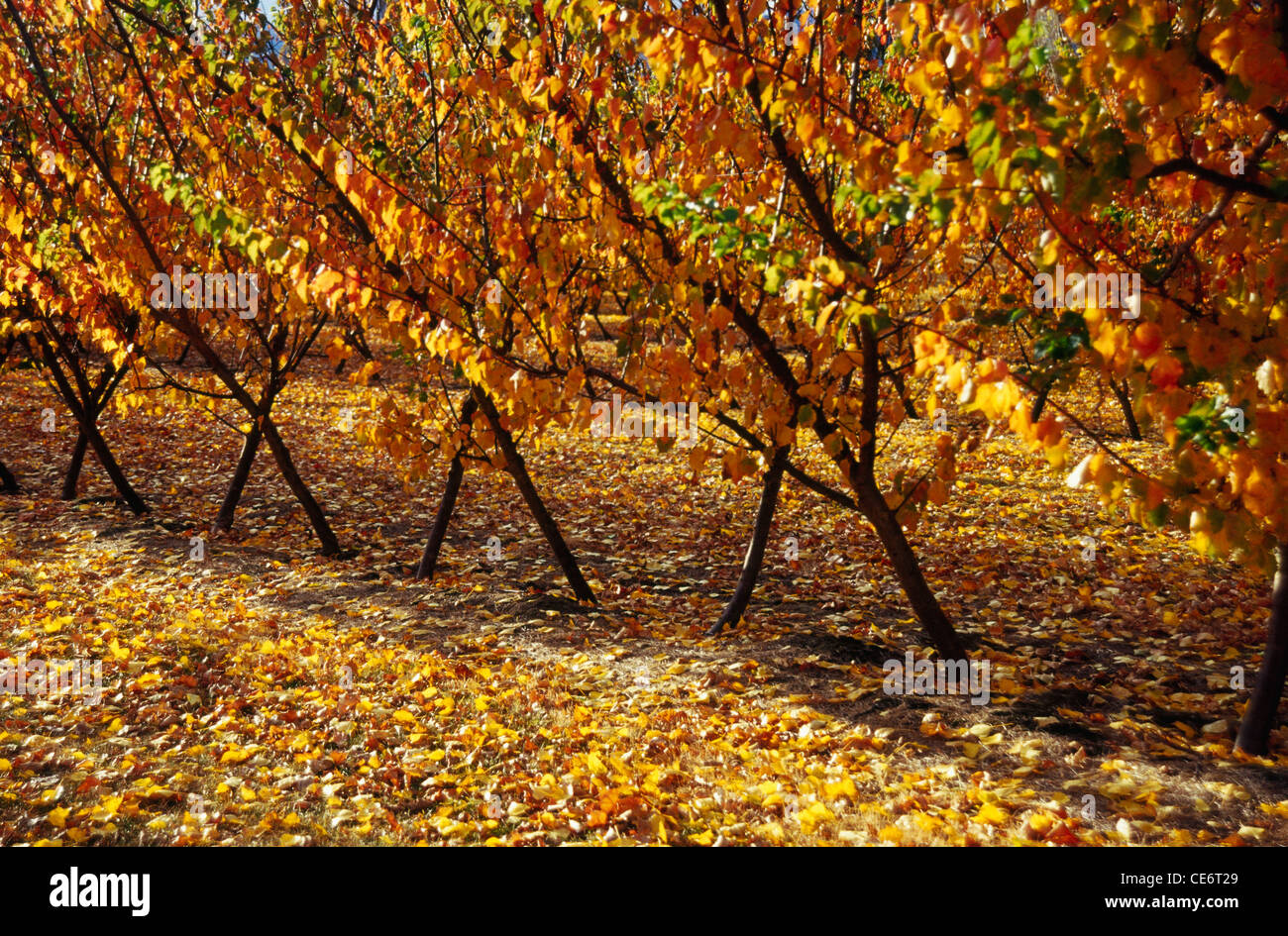 NMJ 87844 : i colori dell'autunno foglie di foglie di piantare alberi per la stagione autunno twizel nuova zelanda Foto Stock NMJ 87844 : i colori dell'autunno foglie di foglie di piantare alberi per la stagione autunno twizel nuova zelanda Foto Stock