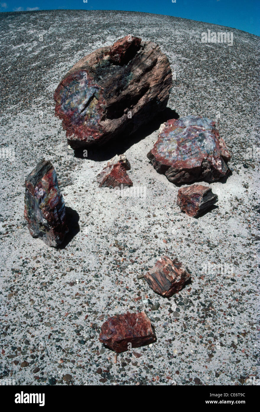 Legno pietrificato ; Parco Nazionale della Foresta pietrificata ; Arizona ; Stati Uniti d'America ; USA ; Foto Stock