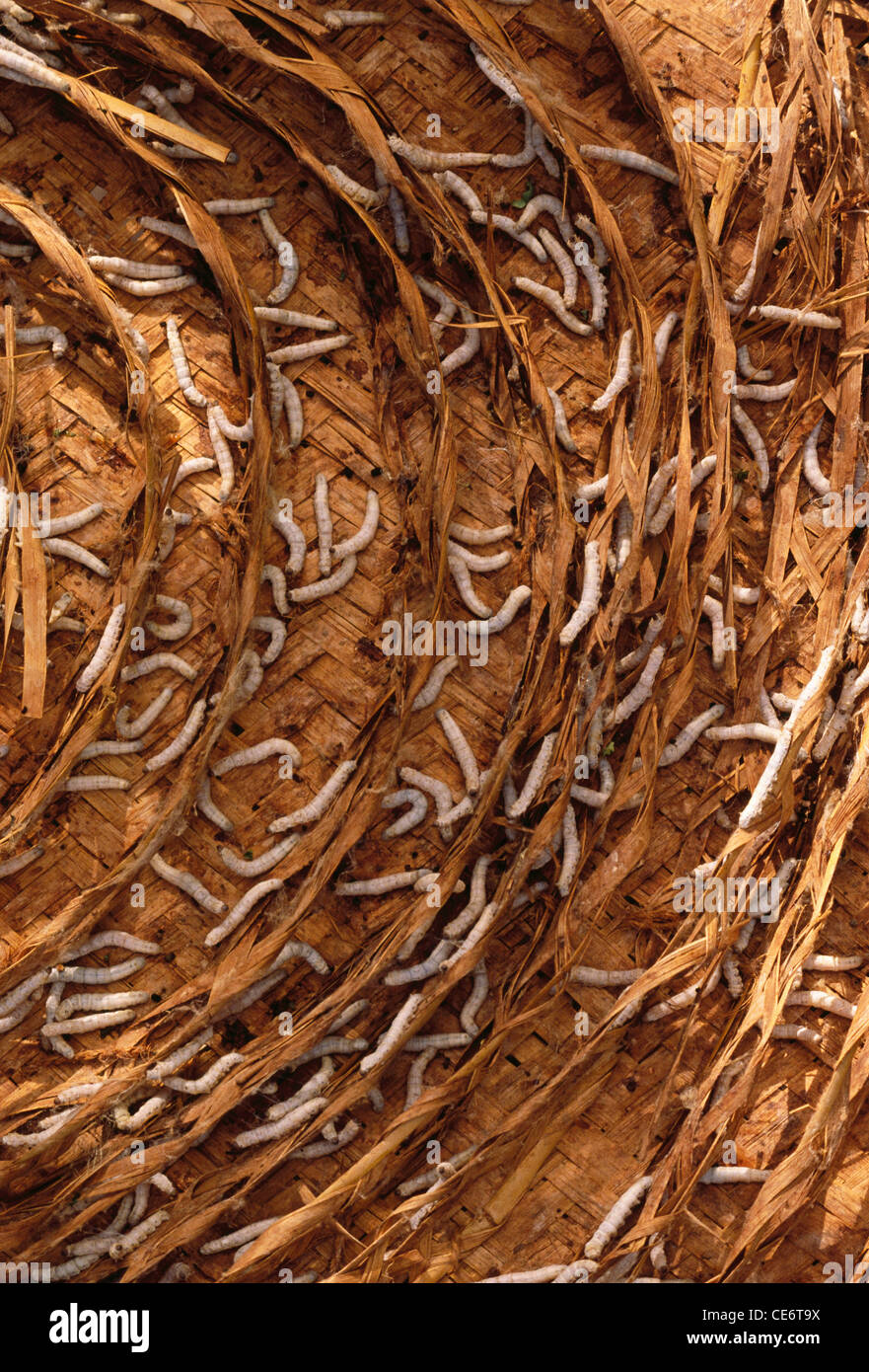 Bombyx mori; Bomb mori ; bruco di una falda di seta ; larva di lancica ; india ; asia Foto Stock