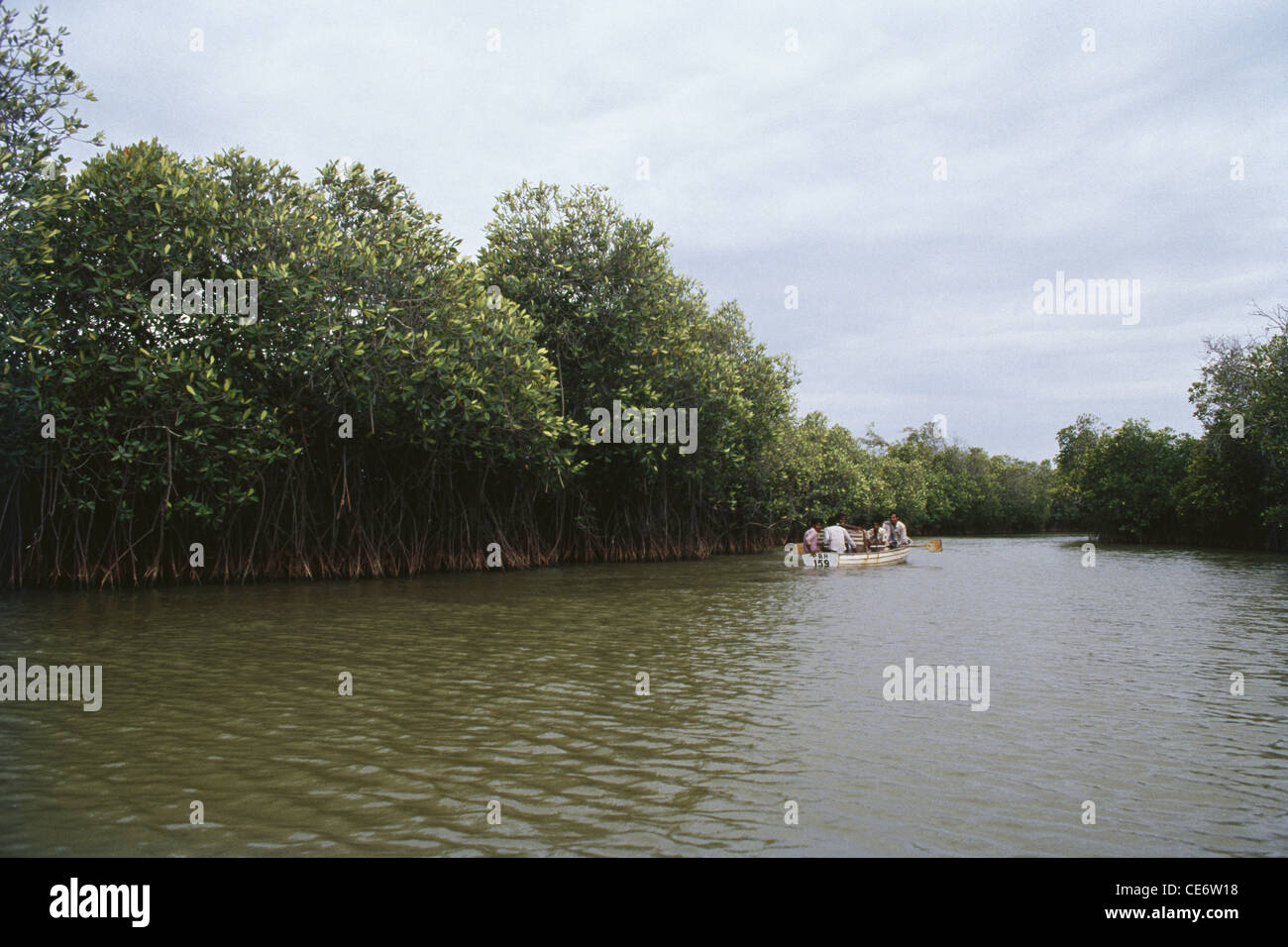 Alberi di mangrovie ; Foresta di mangrovie di Pichavaram ; Pichavaram ; acque profonde ; tamil nadu ; india ; asia Foto Stock