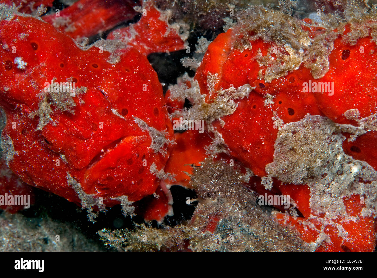 Una coppia di gigante rosso dipinto di rana pescatrice, Sulawesi, Indonesia Foto Stock