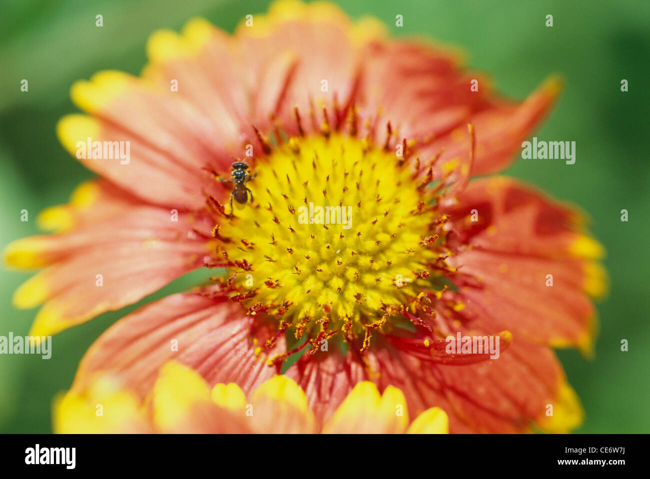 Ape su fiore di Gaillardia ; fiore coperta ; india ; asia Foto Stock