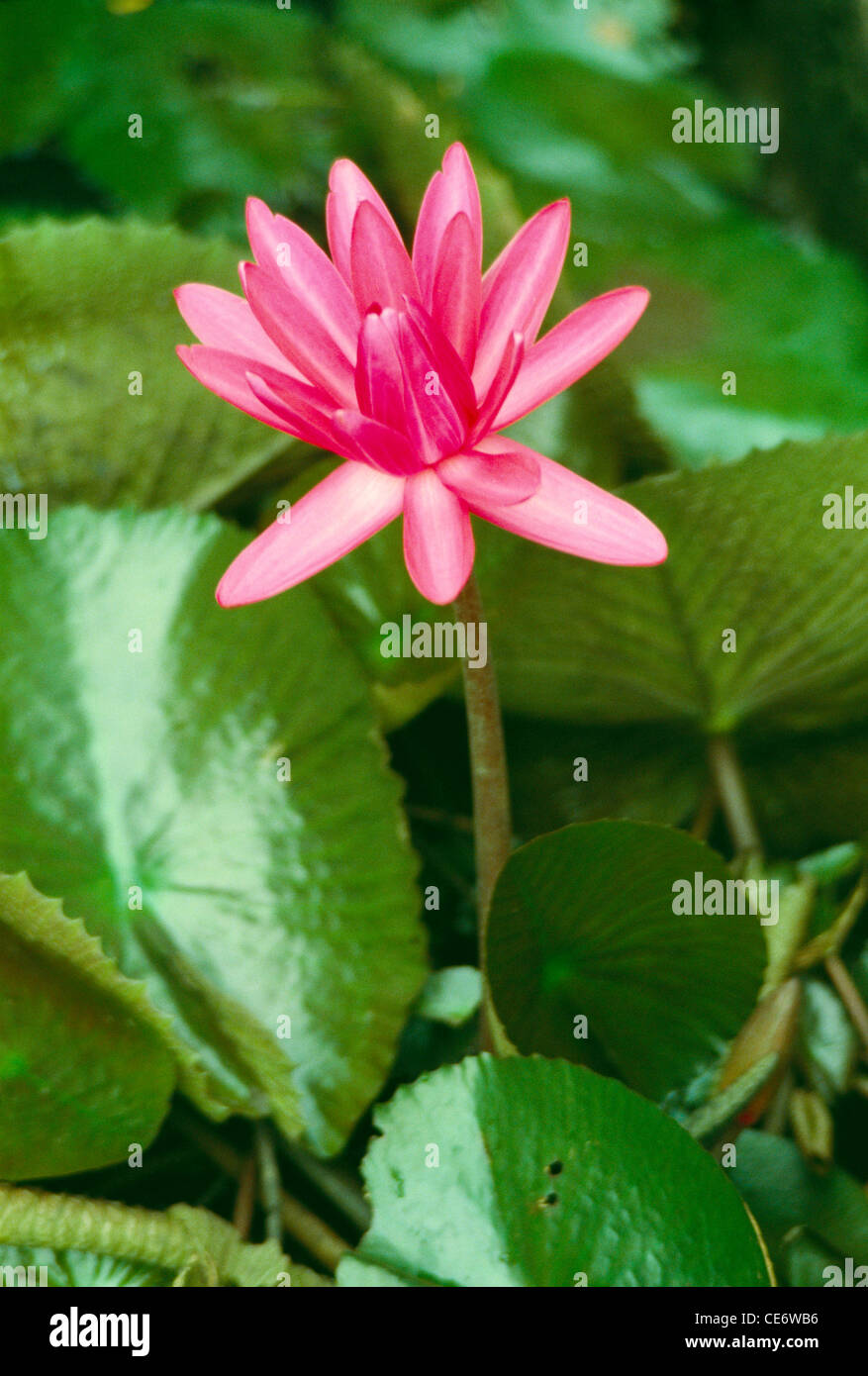 Fiore di loto rosa ; Nelumbo nucifera ; loto indiano ; loto sacro ; fagiolo indiano ; fagiolo egiziano ; india ; asia Foto Stock