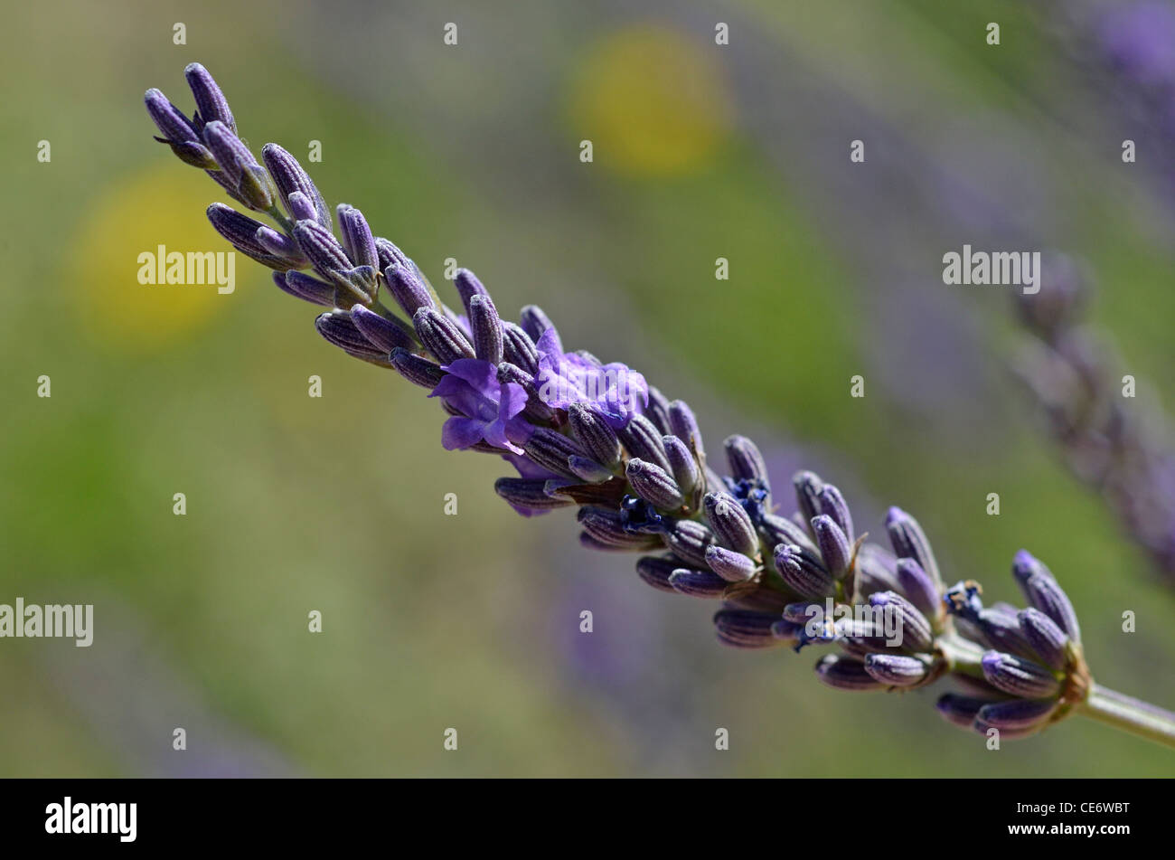 Fiori di lavanda - Lavandula - close-up, Provenza, Francia Foto Stock