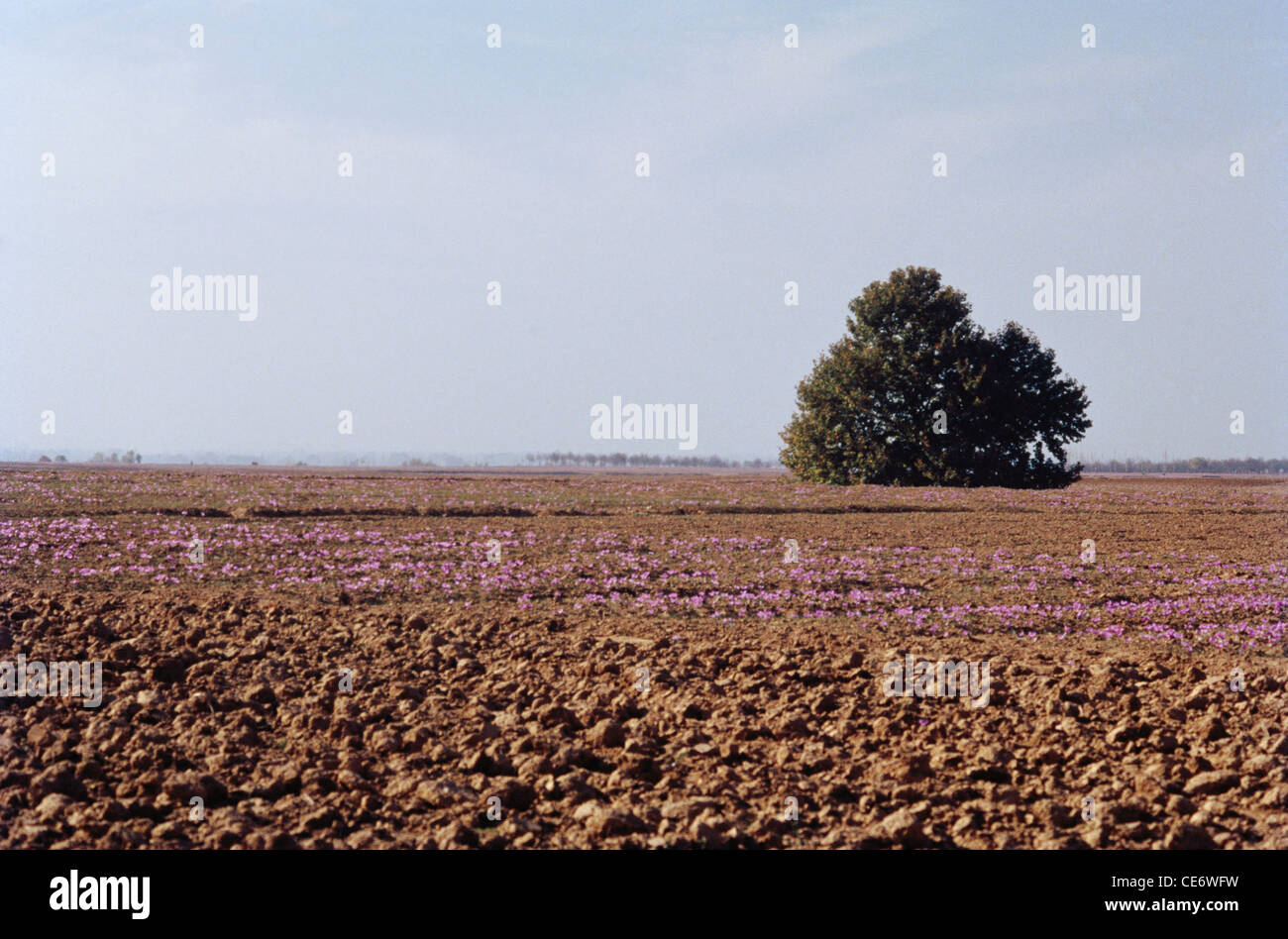 Campo di fiori di zafferano viola in fiore ; Pampore ; Saffron Città del Kashmir ; Pampur ; Srinagar ; Kashmir ; India ; Asia Foto Stock