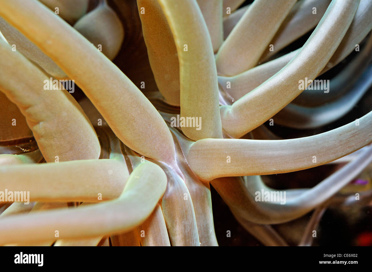 Snakelocks Anemone - Anemonia viridis, close-up, vista subacquea Foto Stock