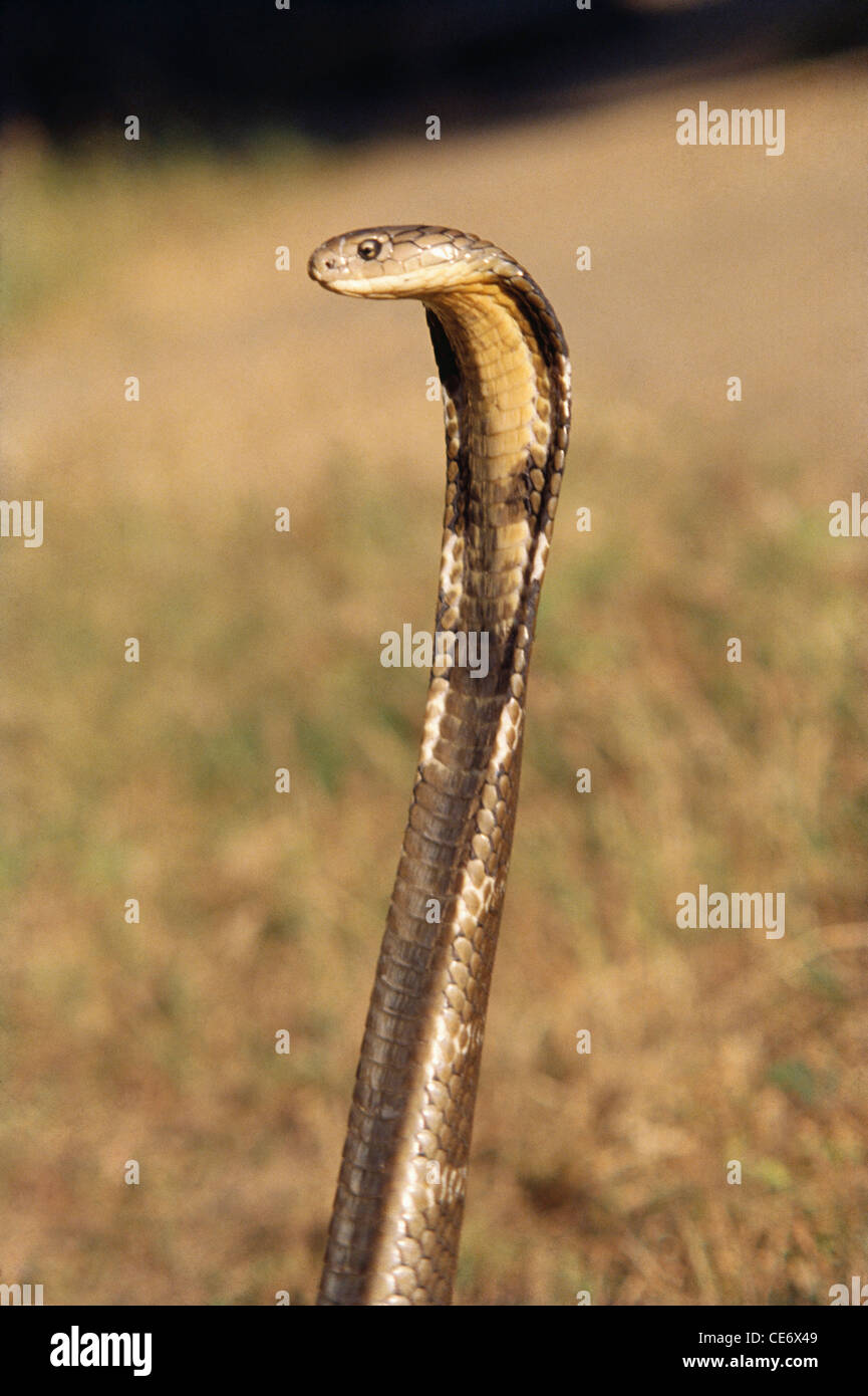 Il cappuccio del serpente del re Cobra aperto ; india ; asia Foto Stock