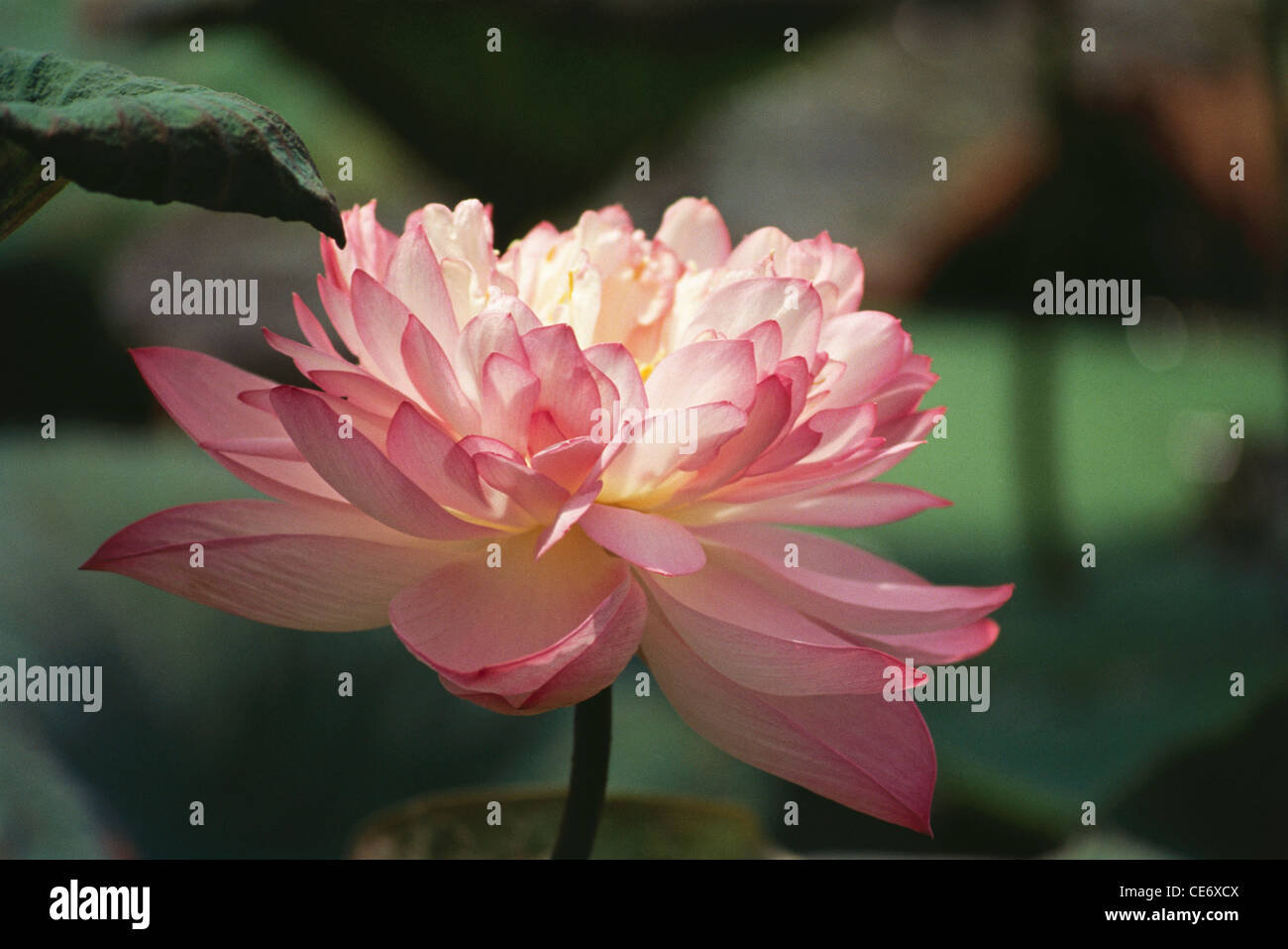 Fiore di loto rosa ; Nelumbo nucifera ; loto indiano ; loto sacro ; fagiolo indiano ; fagiolo egiziano ; india ; asia Foto Stock