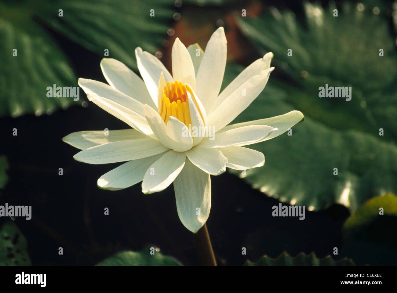 DBA 86281 : Bianco fiore di loto in stagno con foglia verde lascia Nelumbo nucifera Foto Stock