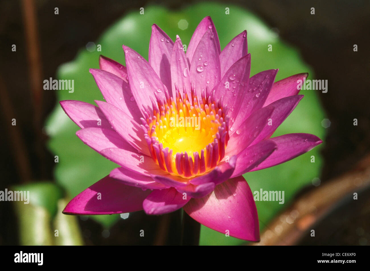 Gocce di rugiada su fiore rosa di loto ; Nelumbo nucifera ; fiore indiano di loto ; fiore sacro di loto ; fagiolo indiano ; fagiolo egiziano ; India ; Asia Foto Stock