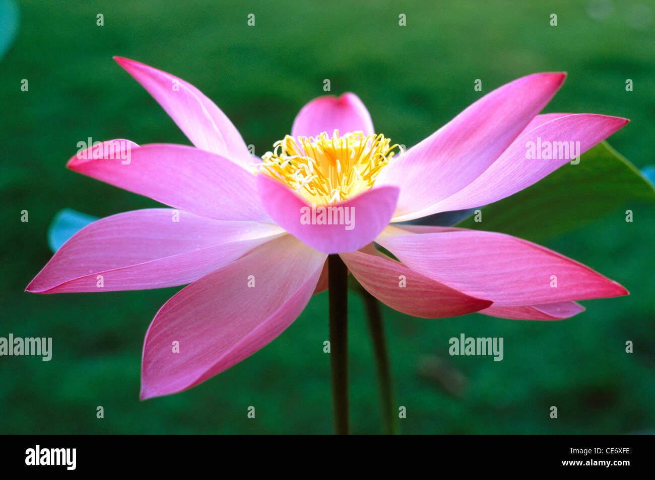 Fiore di loto rosa ; Nelumbo nucifera ; fiore di loto indiano ; fiore di loto sacro ; fiore di fagiolo indiano ; fiore di fagioli egiziano ; India ; Asia Foto Stock
