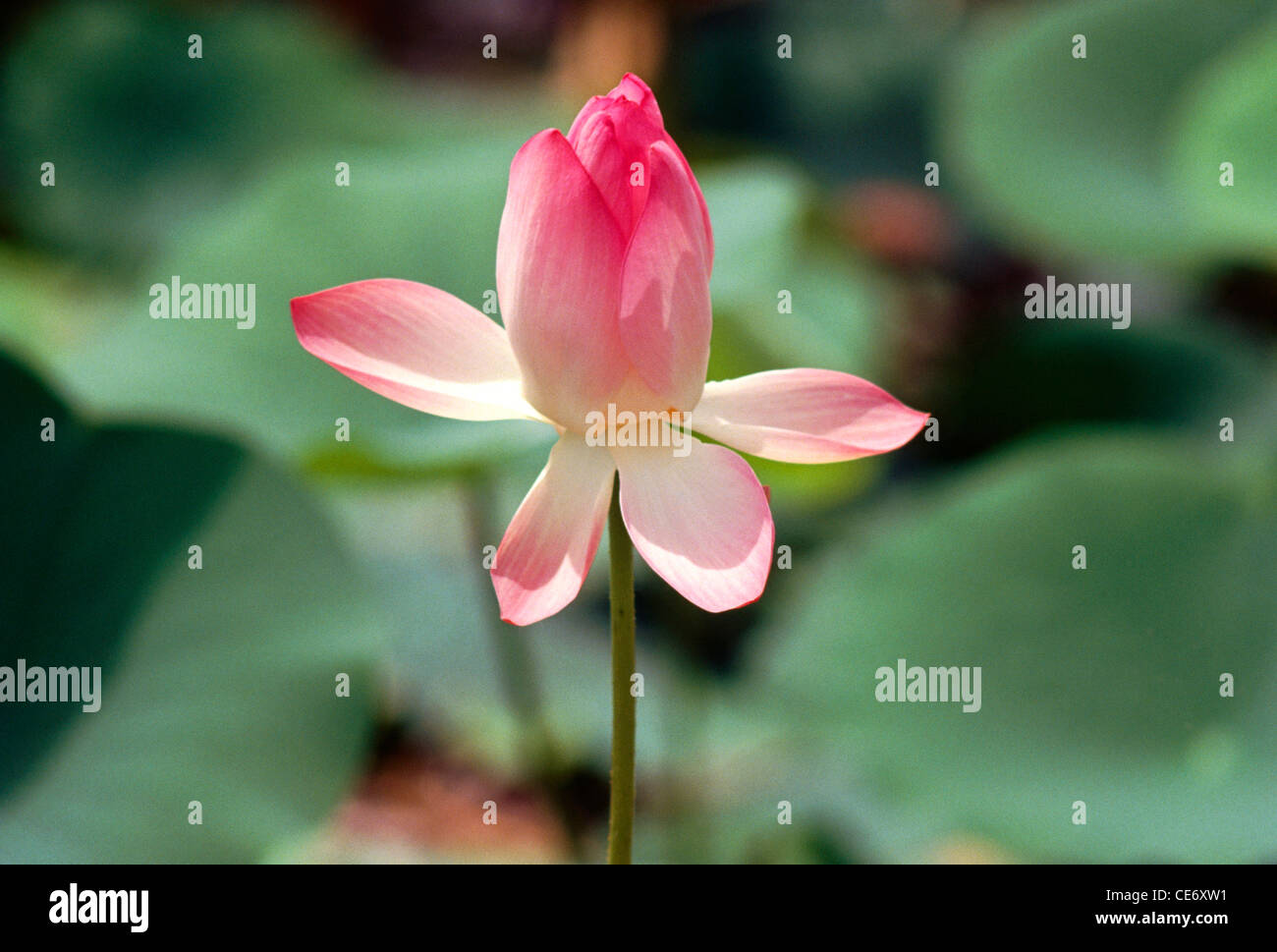 loto indiano, loto sacro, fagiolo indiano, fagiolo egiziano, fiore rosa di loto nello stagno ; Nelumbo nucifera ; india ; asia Foto Stock