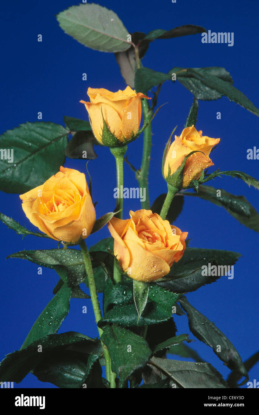 Fiori artificiali disposizione quattro rose giallo verde lascia sfondo blu - ANA 86324 Foto Stock