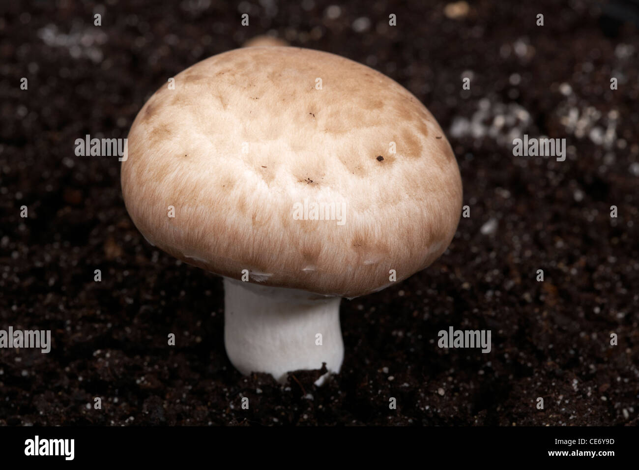 Chestnut Funghicoltura sul compost terreno di crescita Foto Stock