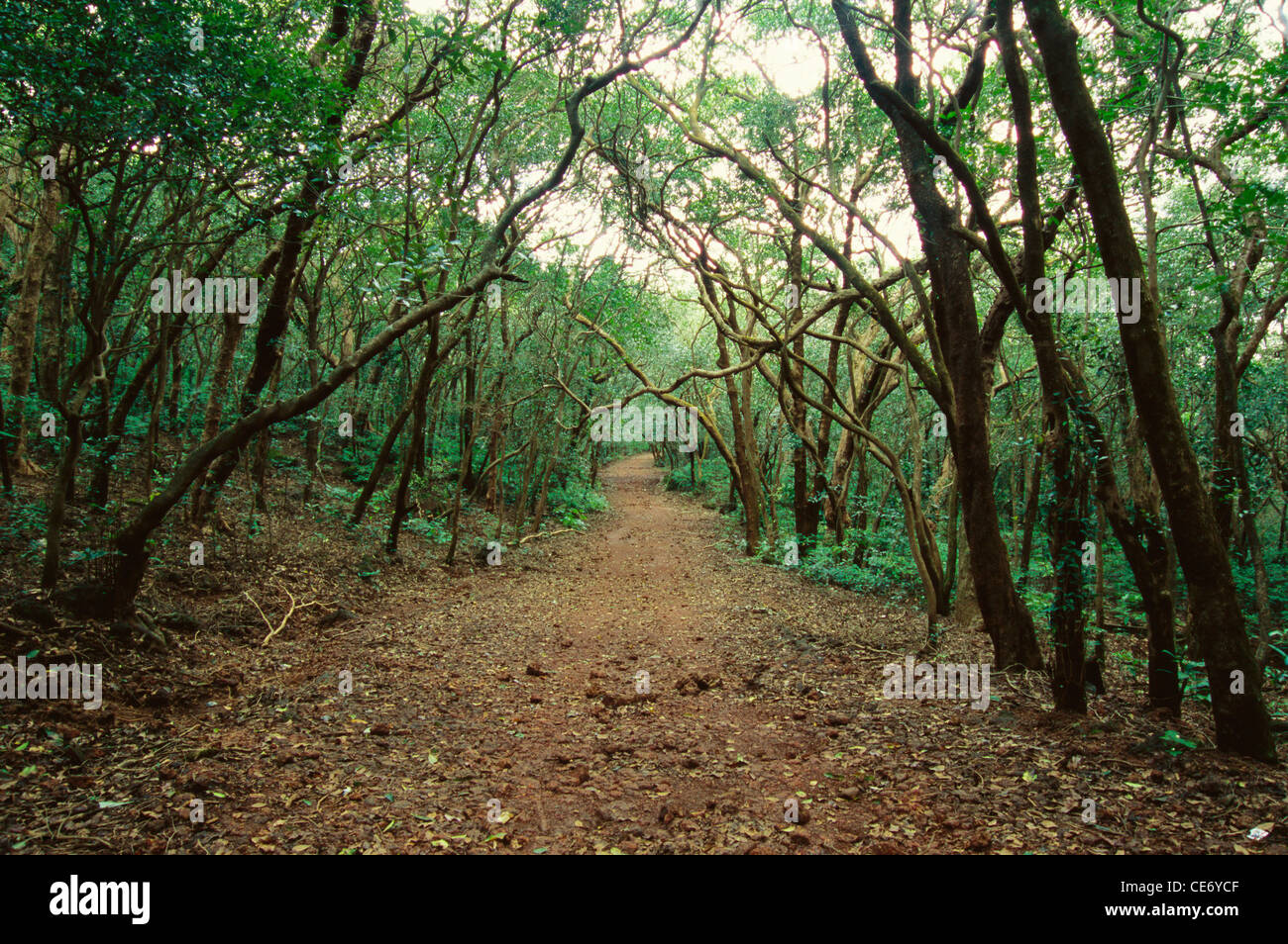 Percorso forestale nella giungla ; matheran ; alibaug ; Maharashtra ; india ; asia Foto Stock