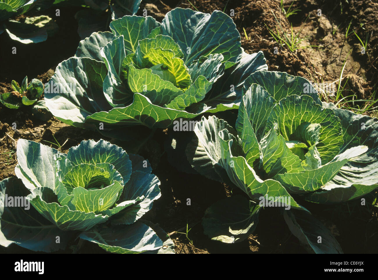 MMN 83796 : cavolo verde raccolto di piante in crescita campo ; maharashtra ; india Foto Stock