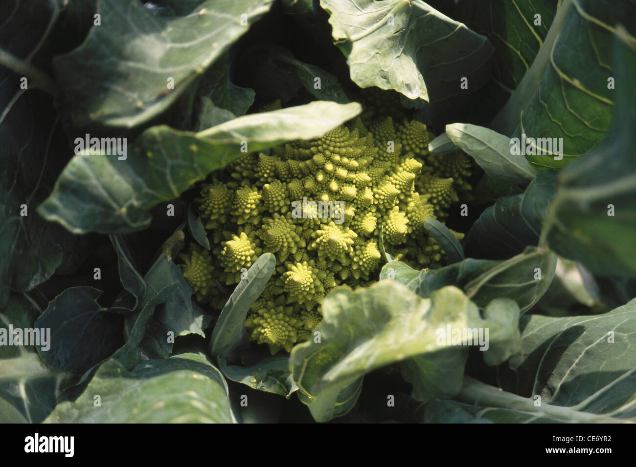 Pianta verde di broccoli vegetali ; nuova invenzione in giardino botanico ; Svezia ; Europa Foto Stock