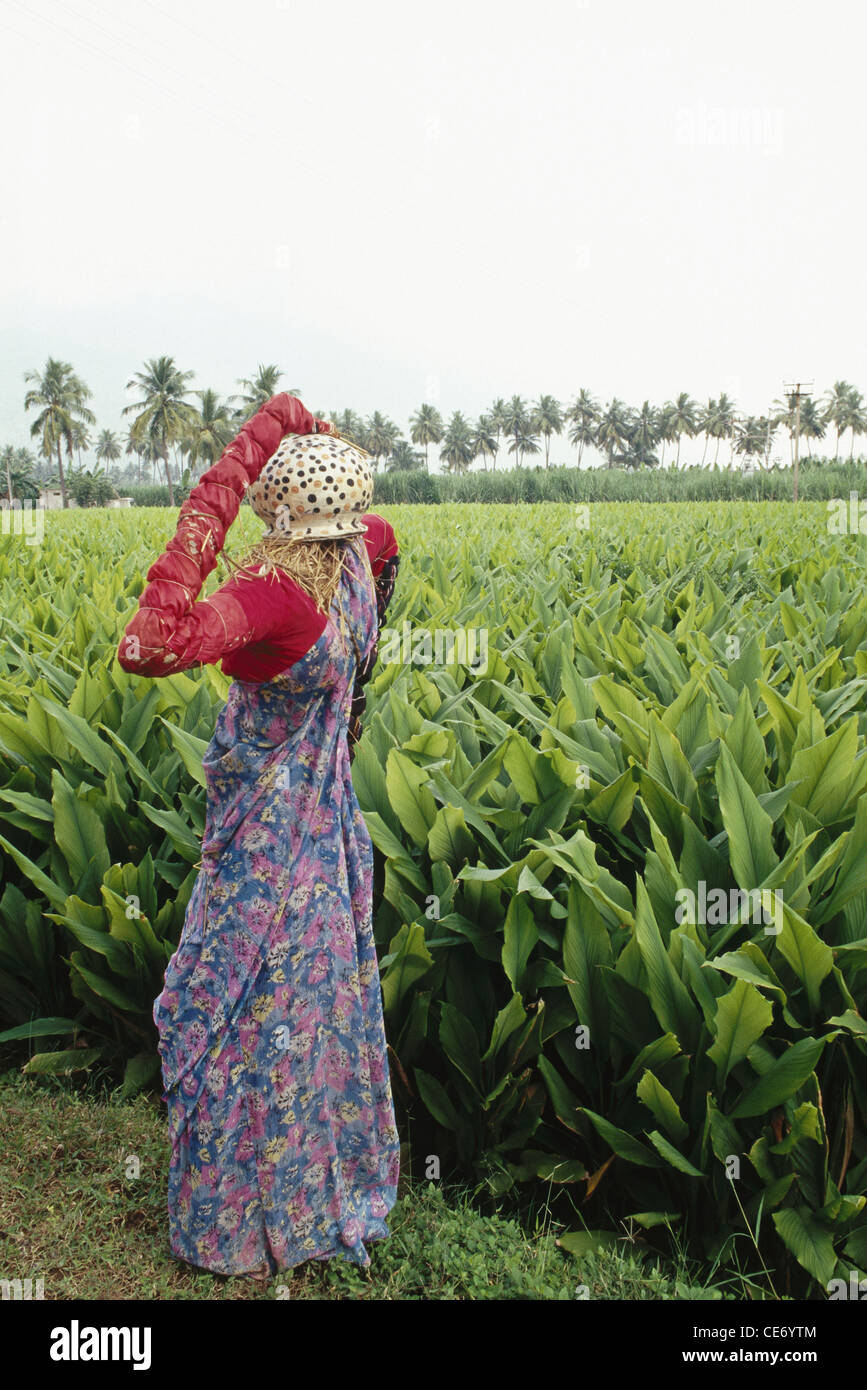 MAA 83863 : lo spaventapasseri donna abiti sari pot in campo curcuma india Foto Stock