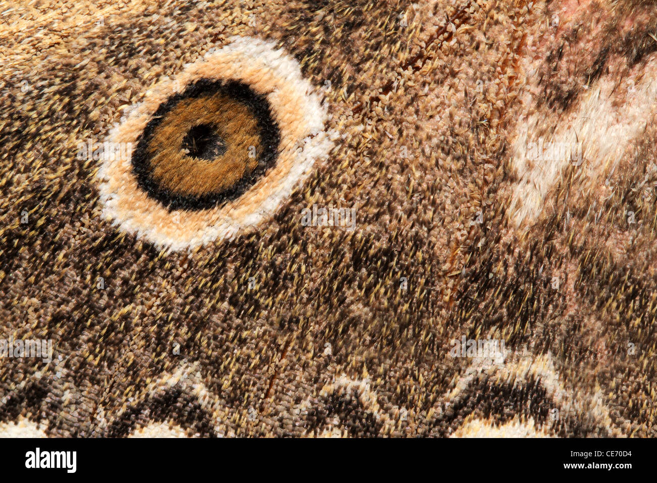 Close-up dettaglio dell'ala di un mese Foto Stock