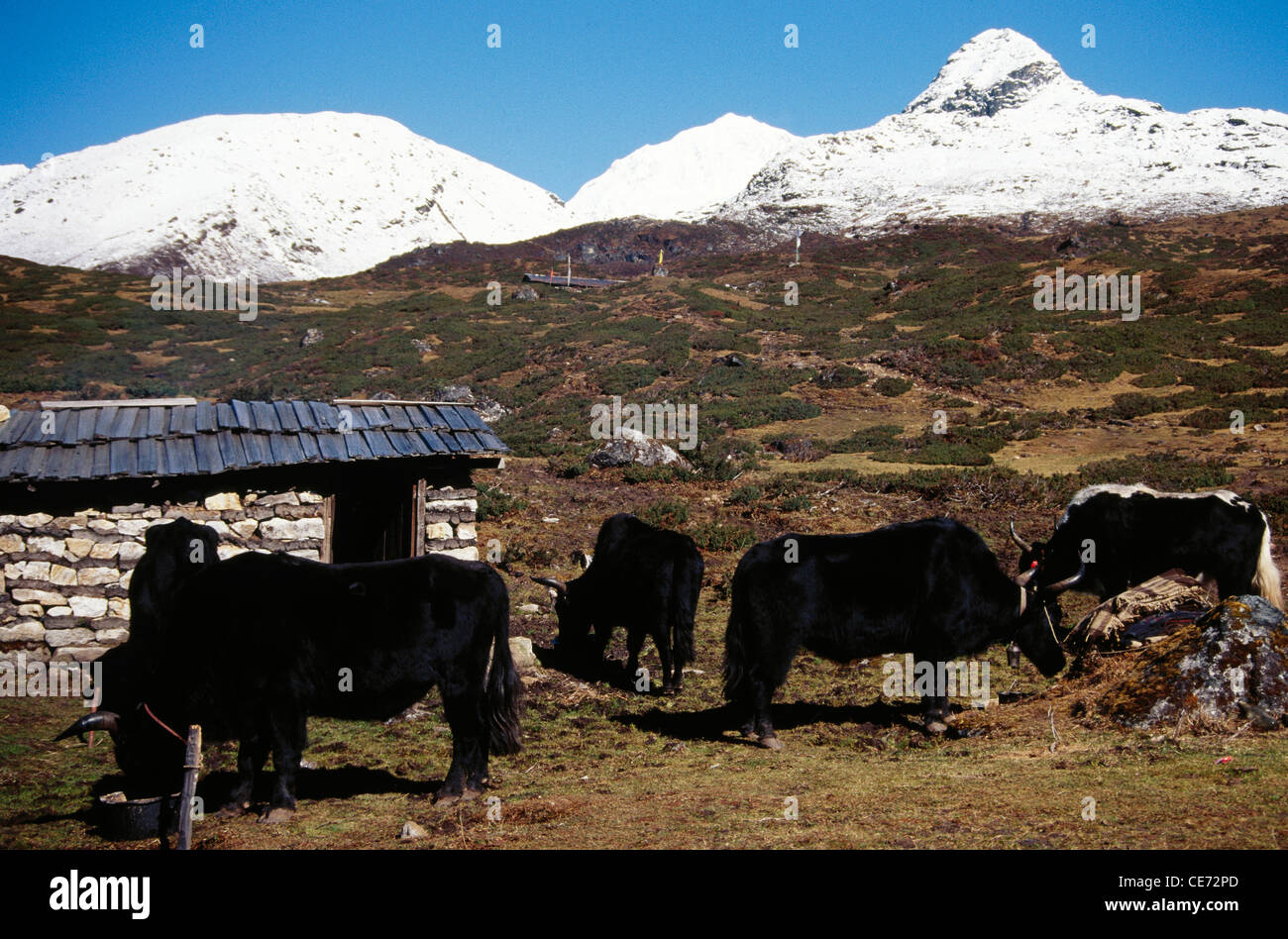 Yaks ; bos grunniens ; Dzongri ; Sikkim ; india ; asia Foto Stock