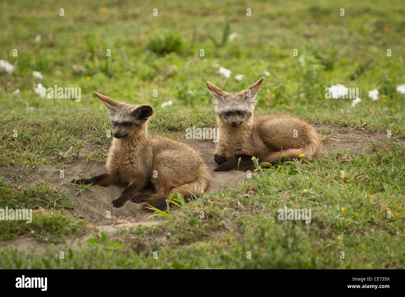 Due bat eared volpi in appoggio sulle pianure del Serengeti Foto Stock