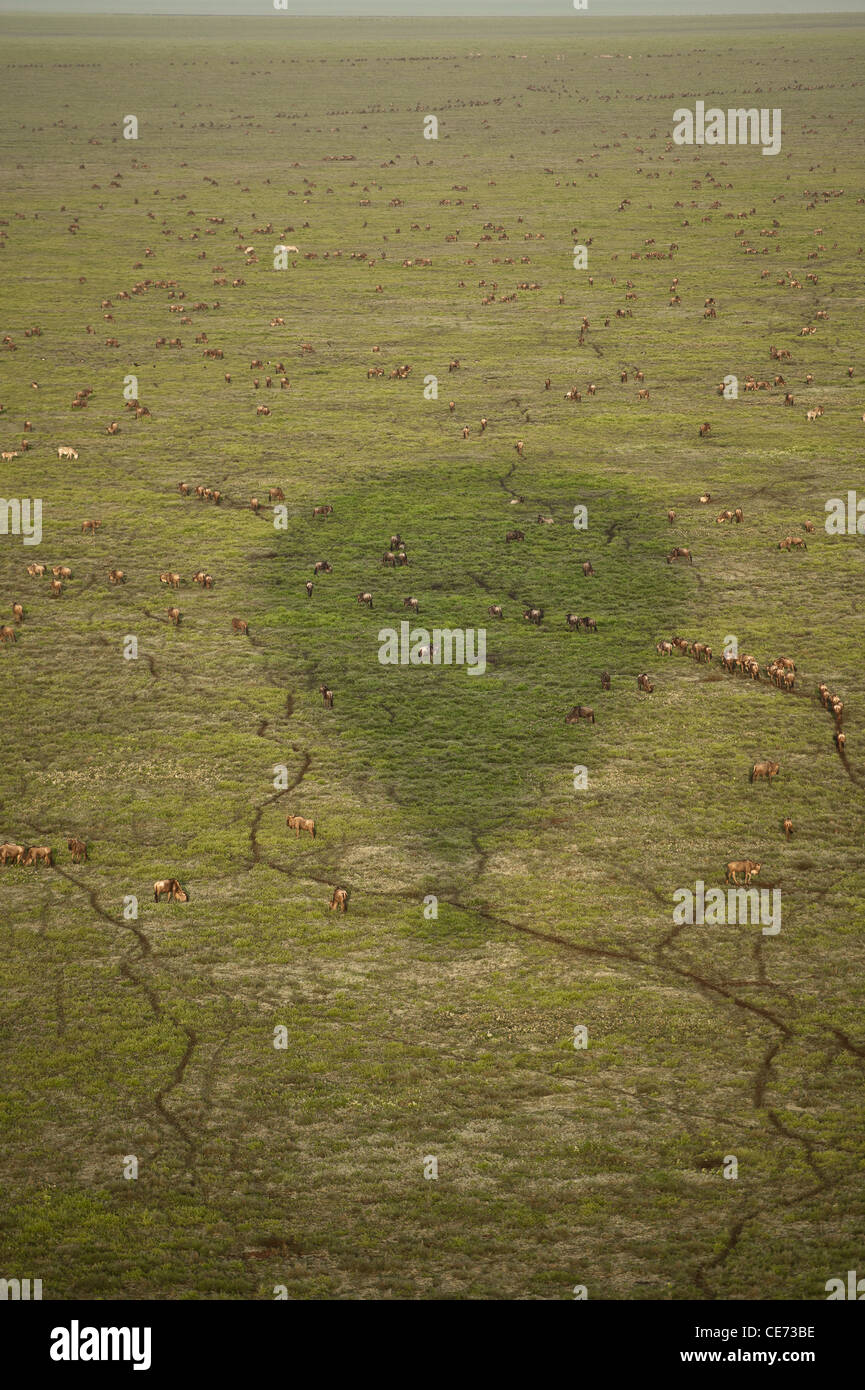 Ombra della mongolfiera sulle pianure del Serengeti, Tanzania. Le vie di GNU Foto Stock