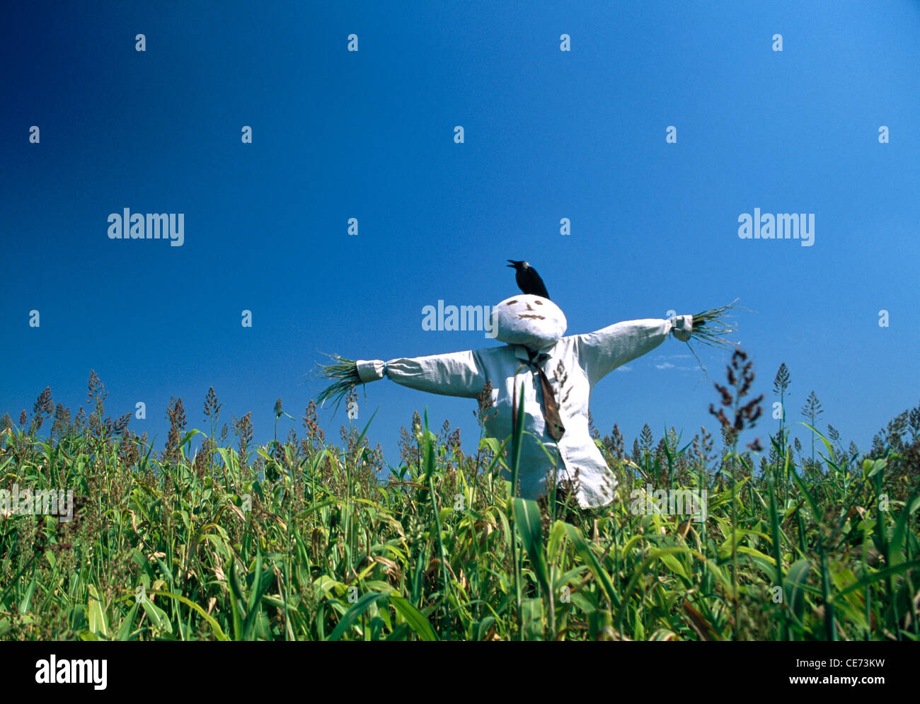 Corvo seduto su scarrecrow umanoide Decoy manichino in campo agricolo ; pune ; Maharashtra ; india ; asia Foto Stock