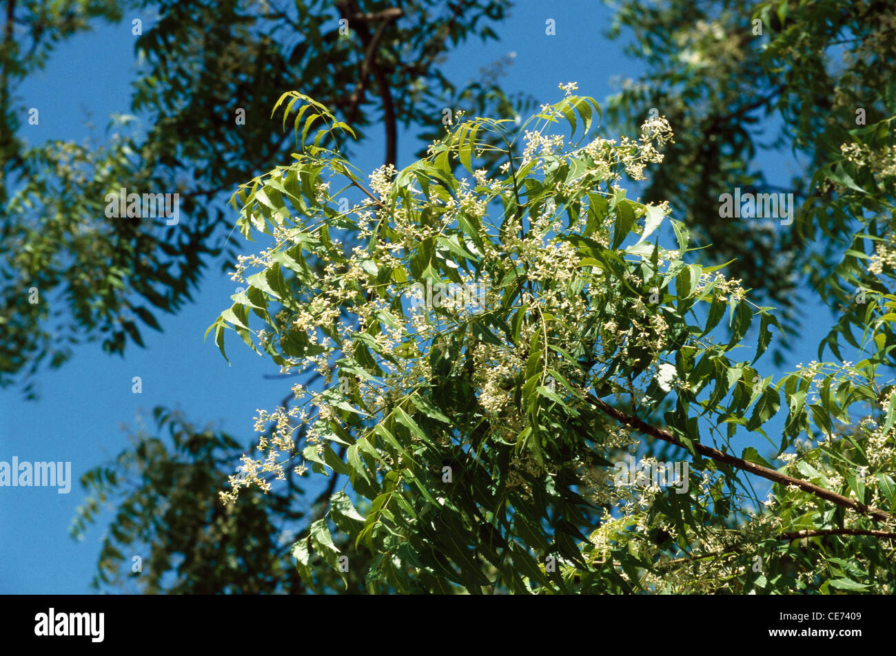Neem Tree o Margosa Azadirachta indica Melia Azadirachta linn erbe medicinali ayurvedici a base di erbe india asia Foto Stock