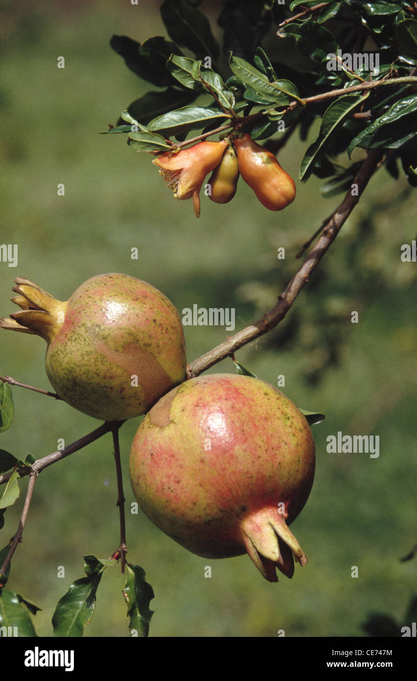 VPA 82020 : frutti ; alimenti ; Dalim Melograno (Punica granatum Linn) cresce sugli alberi India Foto Stock