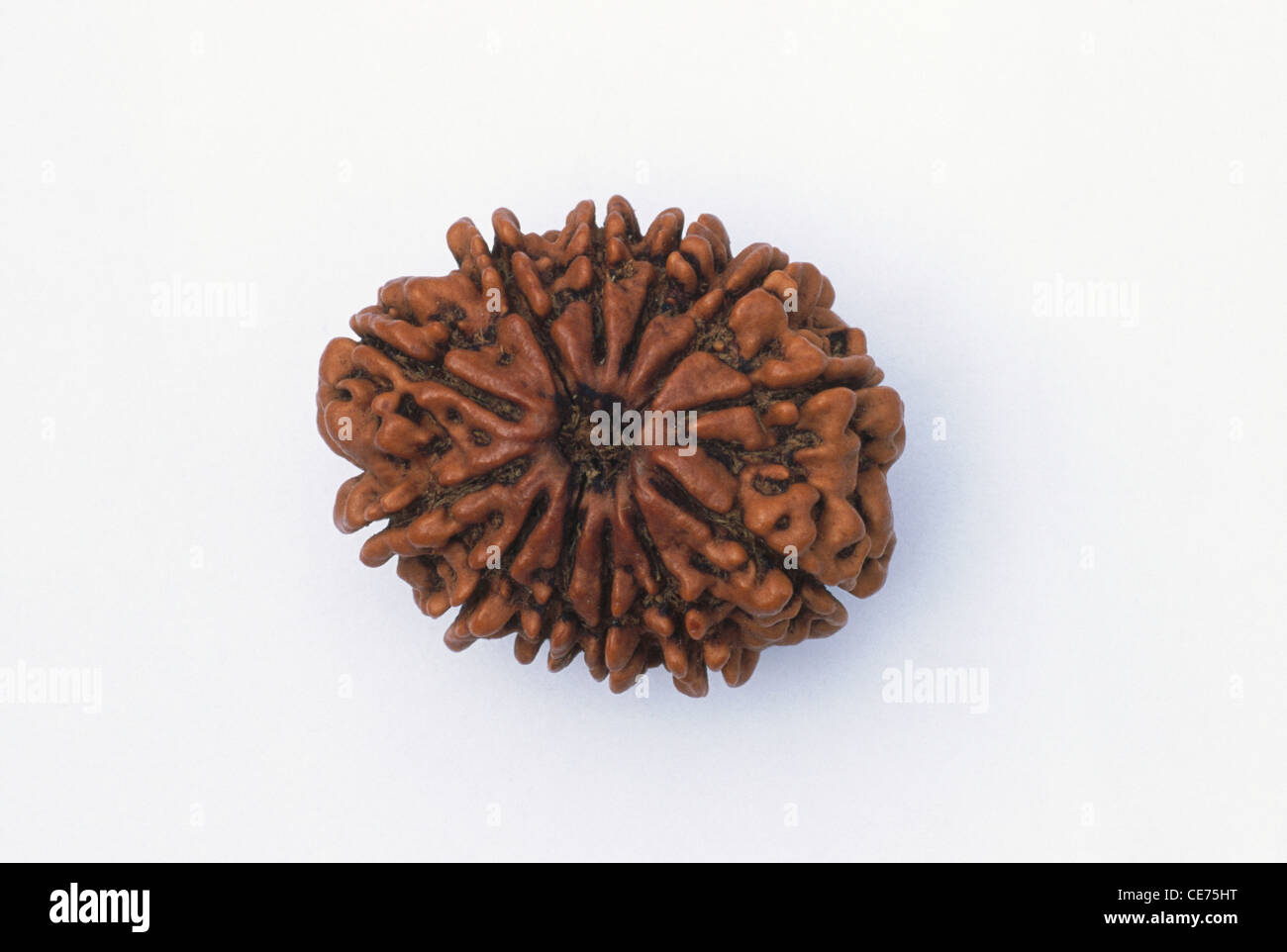 MAA 84651 : 12 Dodici facce mukhi indiano Prezzo Rudraksha Rupie indiane 1800 botanicamente Elaeocarpus Ganitrus Roxb Foto Stock