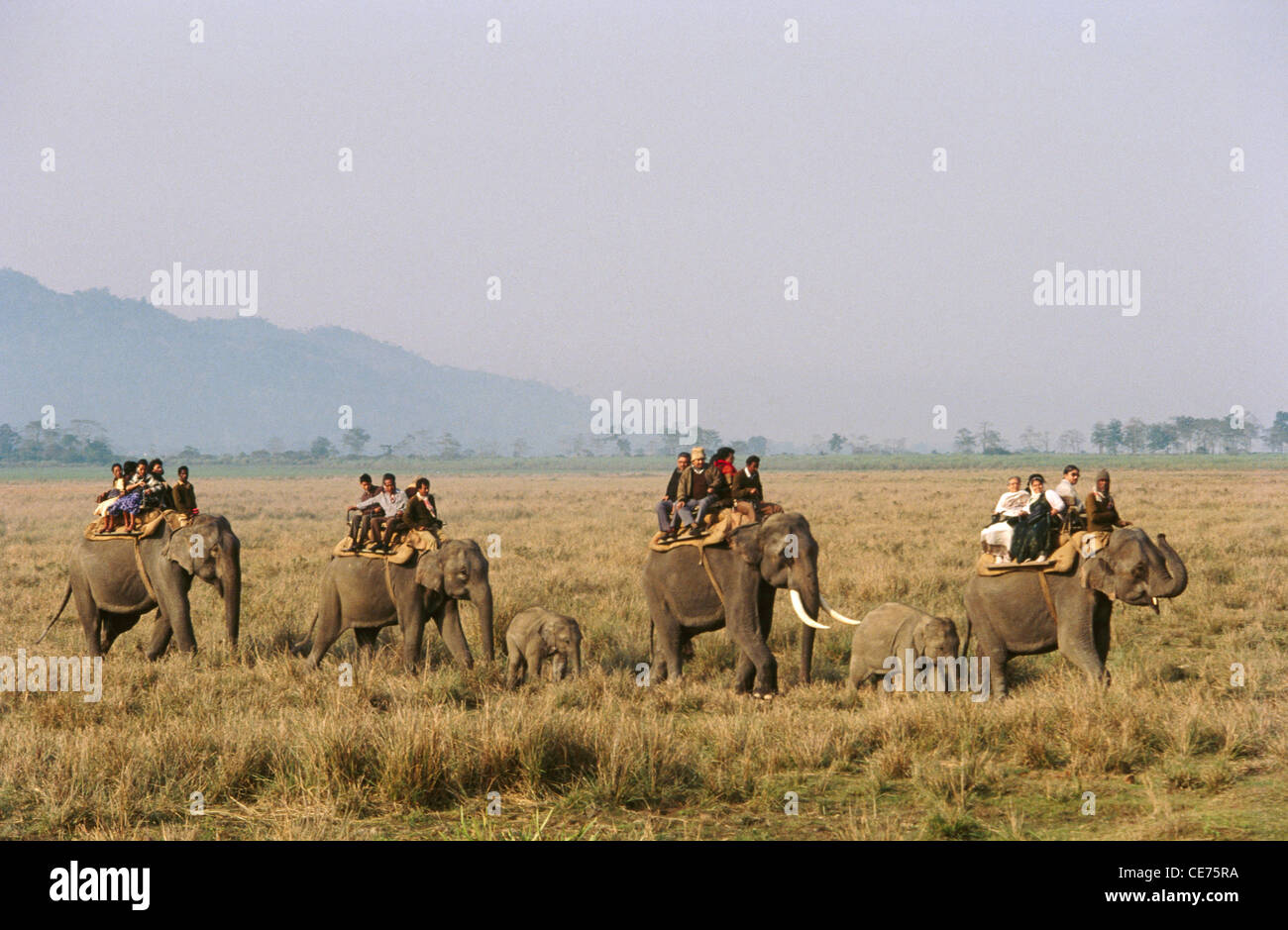 Il servizio SNS 83017 : turisti su elefanti indiani di safari nel parco nazionale di Kaziranga assam India Foto Stock